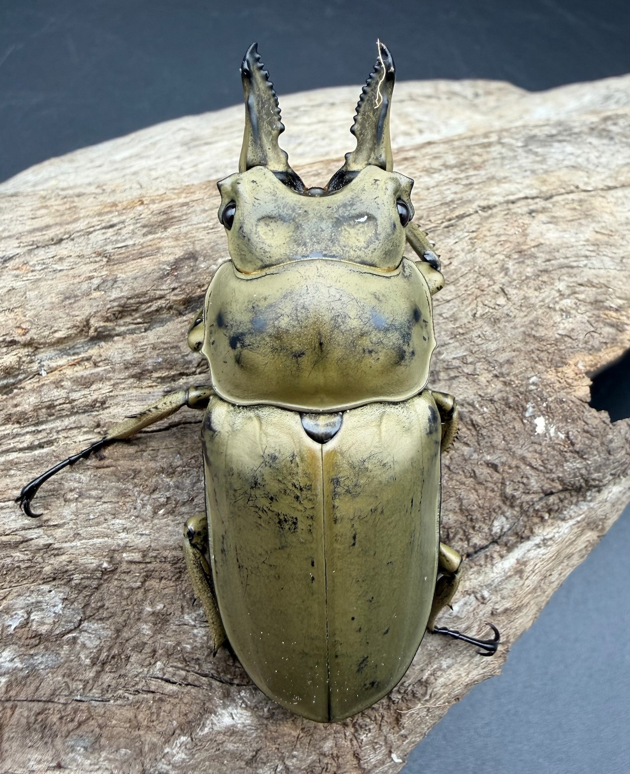 【WD】《モーレンカンプオウゴンオニ パダン産 59.5mm ペア》