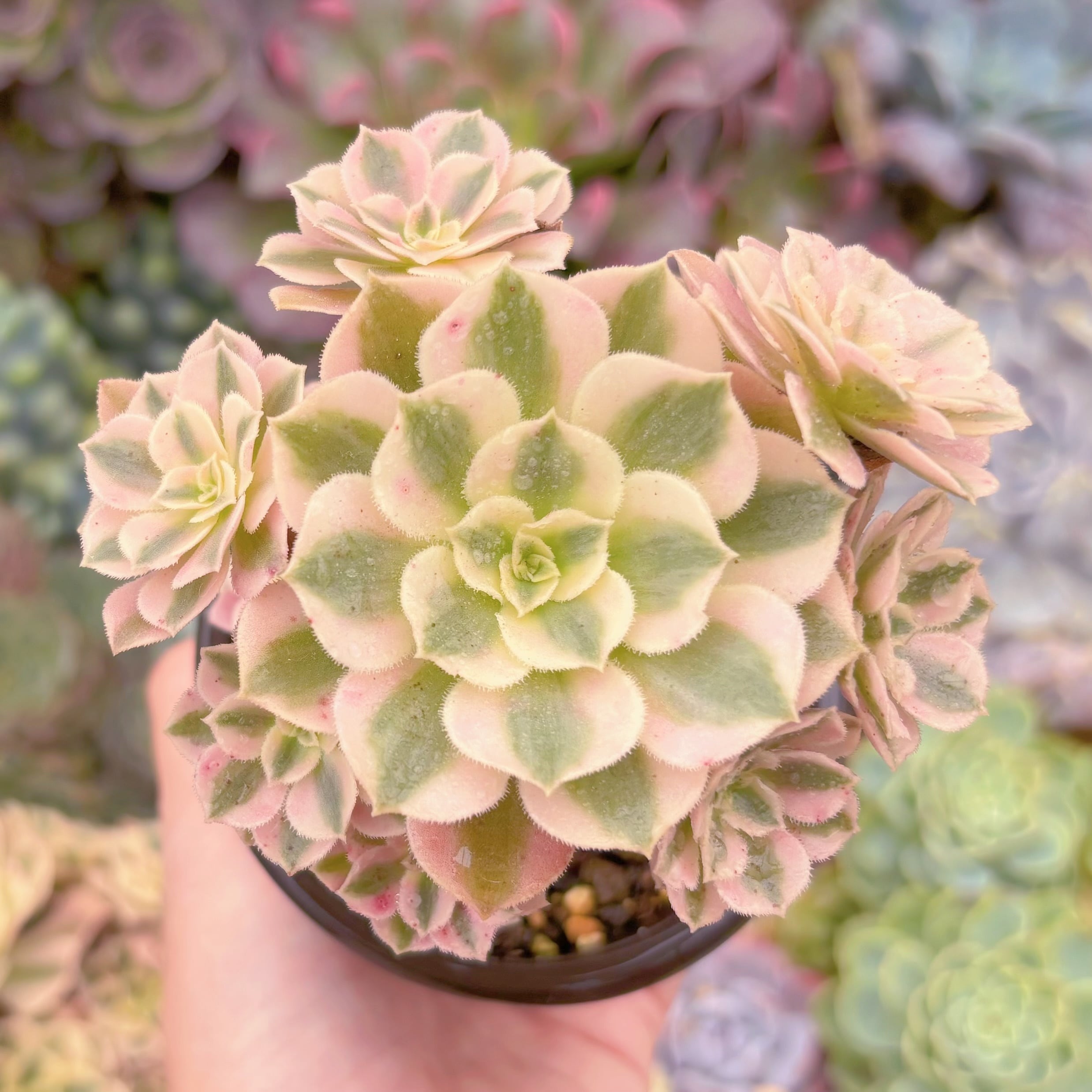 現品　アフラダイティ#3022　群生　るる農園