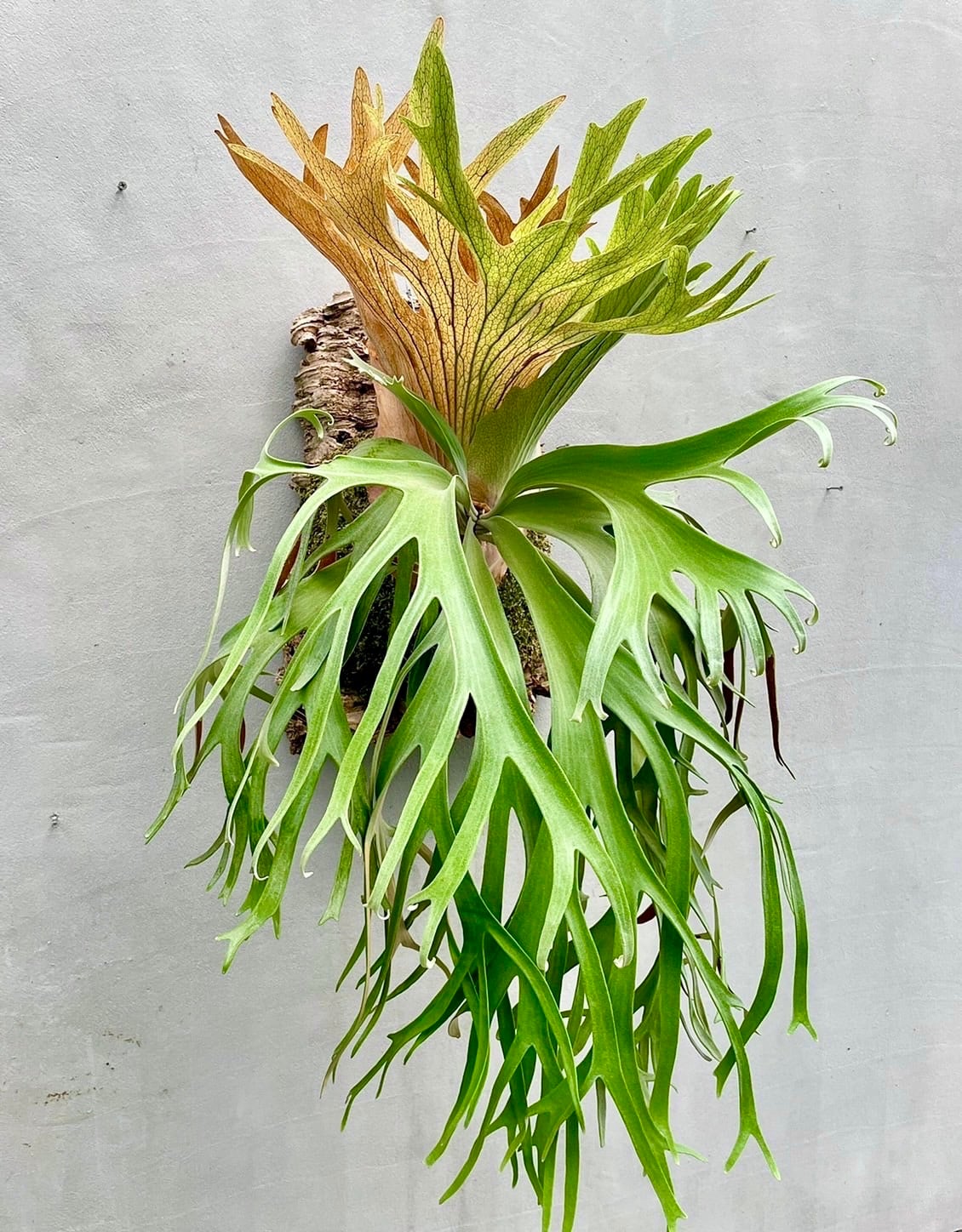 b) ビカクシダ ウィリンキー 'マイアミタツタ' P. willinckii 'Miami