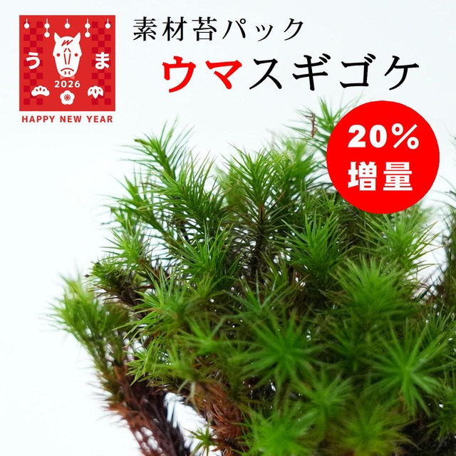 ウマスギゴケ　苔テラリウム・苔盆栽作製用素材苔　◆鉢植え屋外での栽培におすすめ