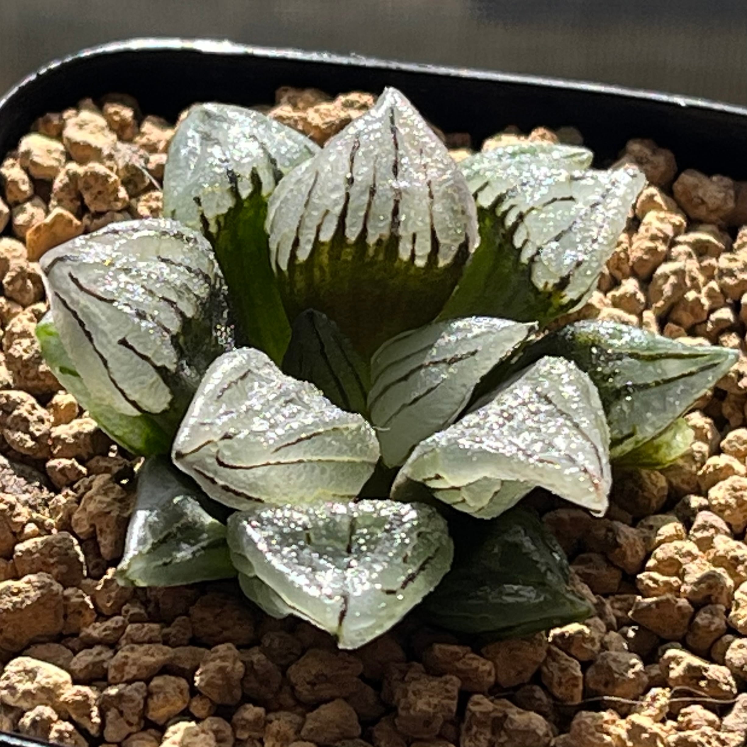 ハオルチア ピグマエアミュータント 特異株 | mocono_plants