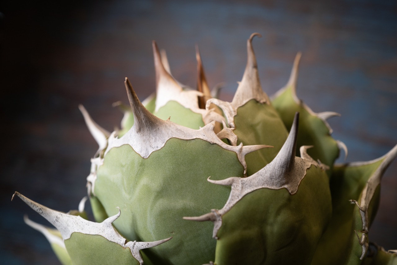 アガベ チタノタ Bone spine① 画像8