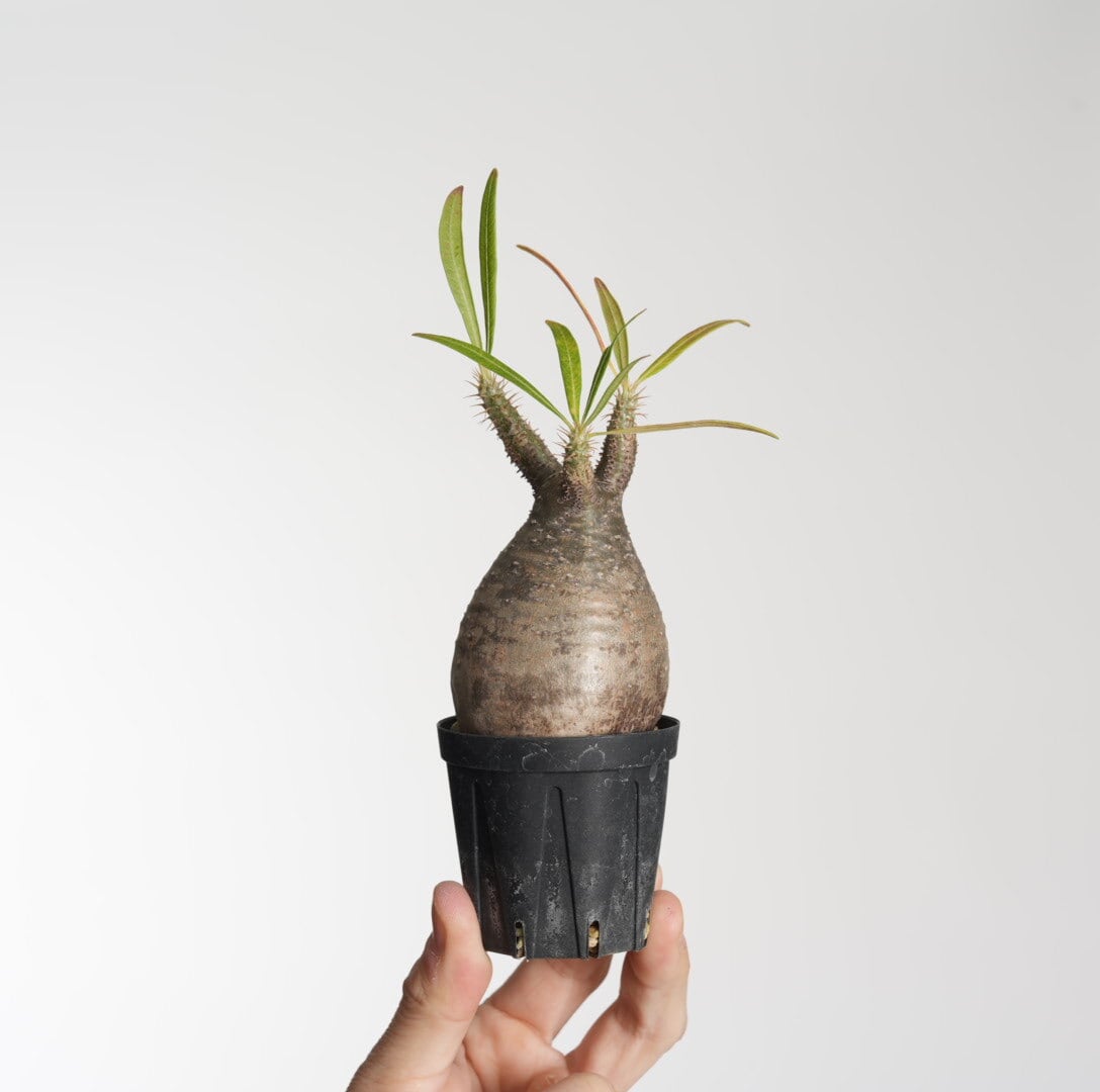 パキポディウム グラキリス no. 6〈発根済み〉 | SPECIAL OTHER WORKS