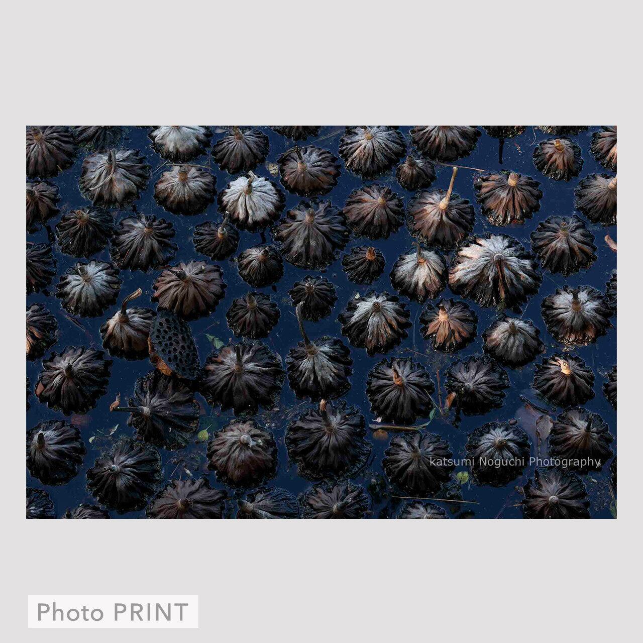 A4]PRINT-抹茶_Matcha #01 | Noguchi Katsumi Photo STORE