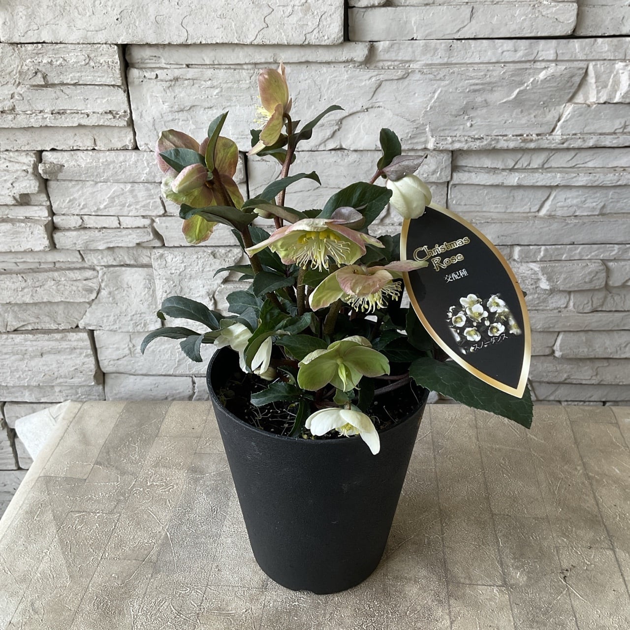 3号鉢プランター　ダンス 3号鉢プランター ダンス 【公式通販】