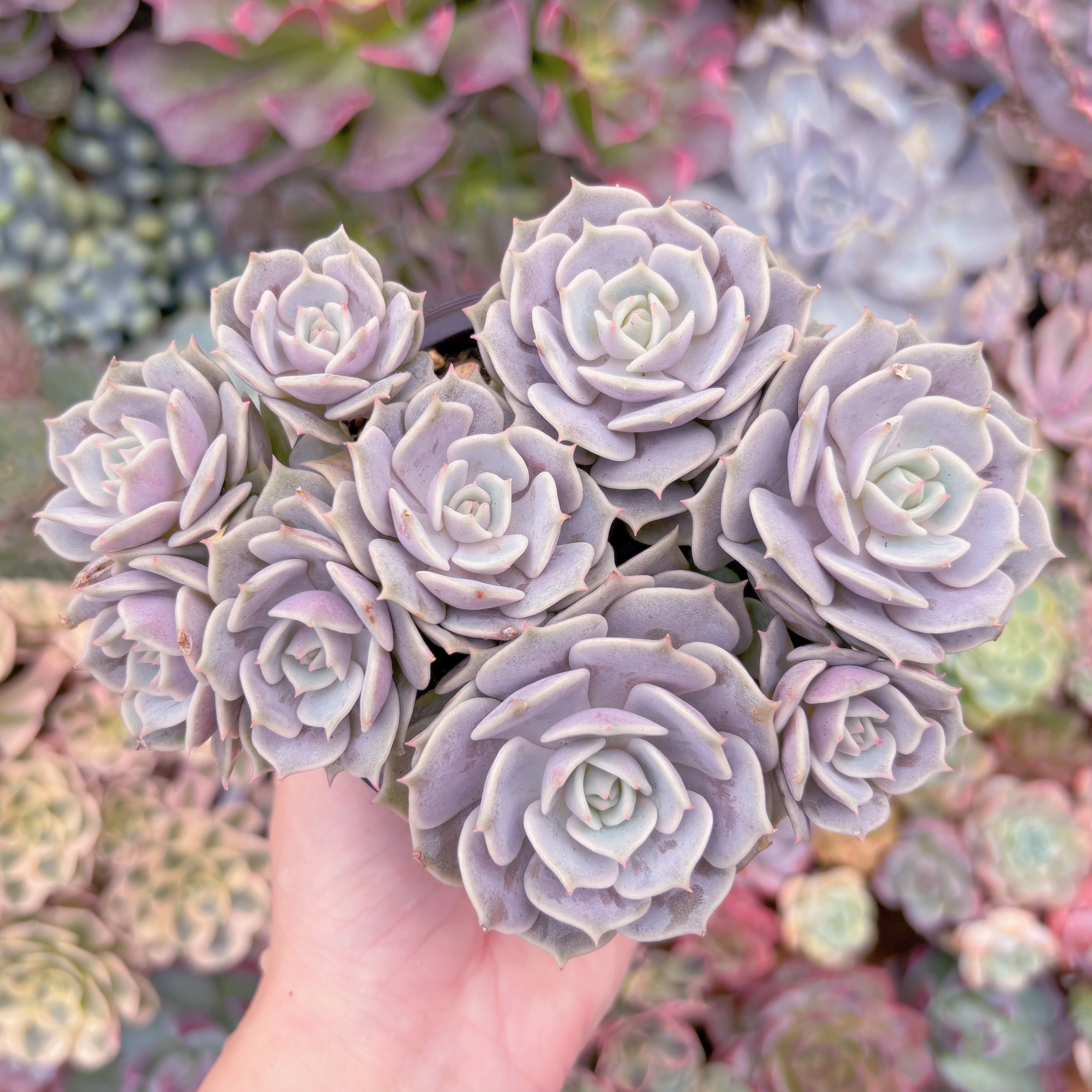 現品　ローラ#F046　大群生　新入荷　るる農園