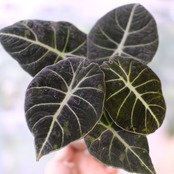 【斑入り】アロカシア ブラックベルベット / Alocasia reginula 'Variegated'