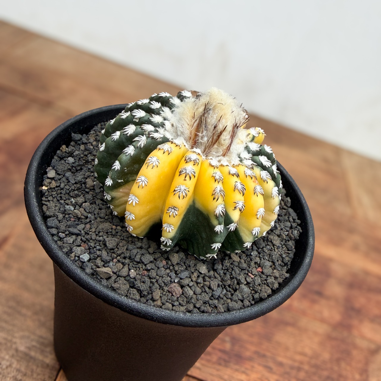 Discocactus horstii variegata【ディスコカクタス・ホルスティ錦】