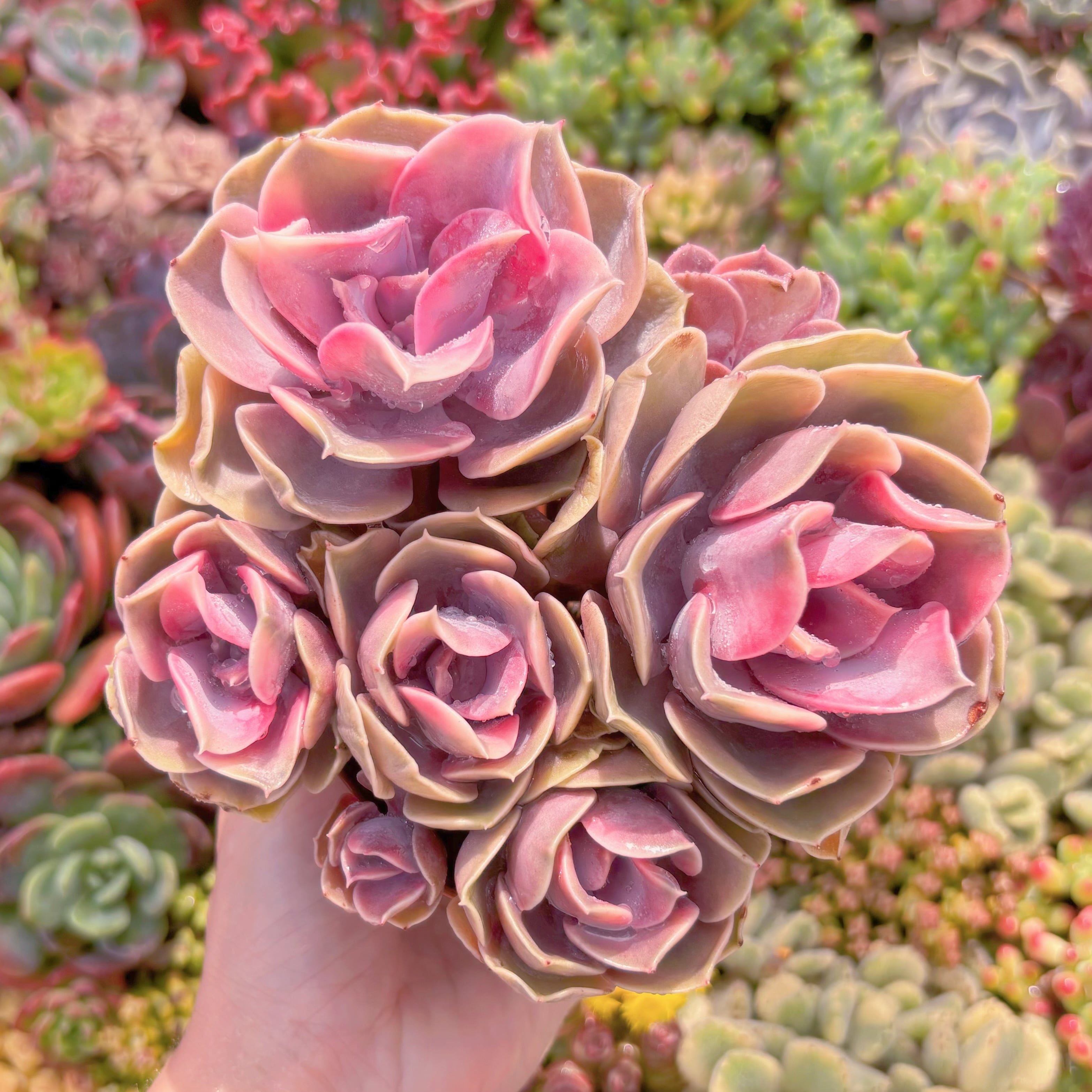 現品　レインボー錦#B11　るる農園