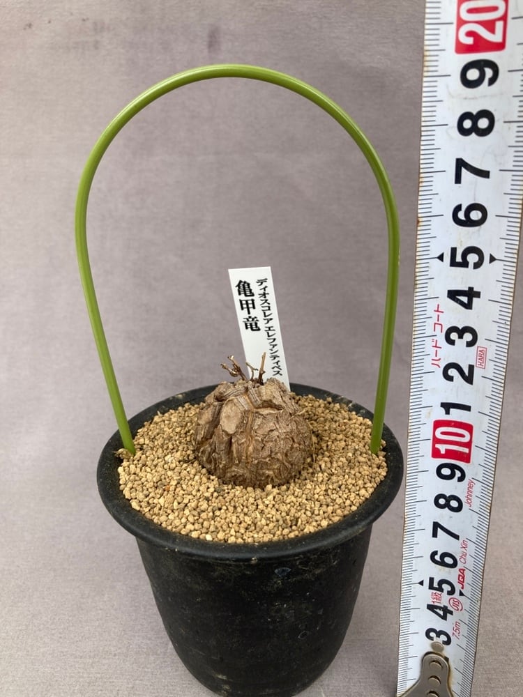 観葉植物 | 日本ライン花木センター