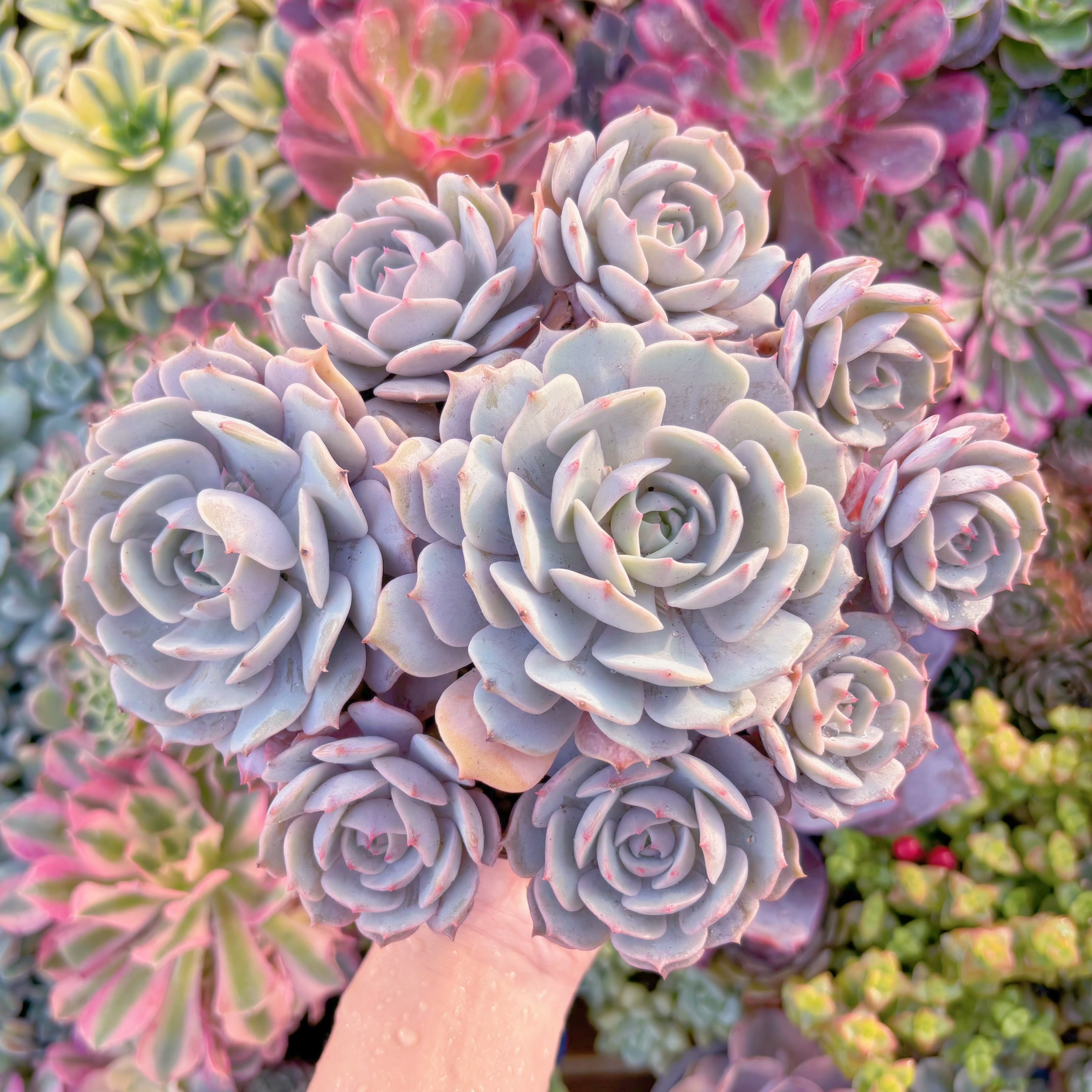 現品　ローラ#030　大群生　新入荷　るる農園