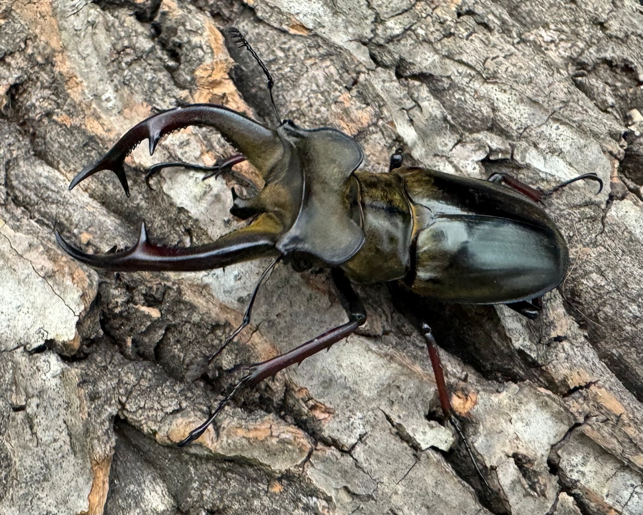 【WD】《チェンミヤマ 69.5mm ペア》