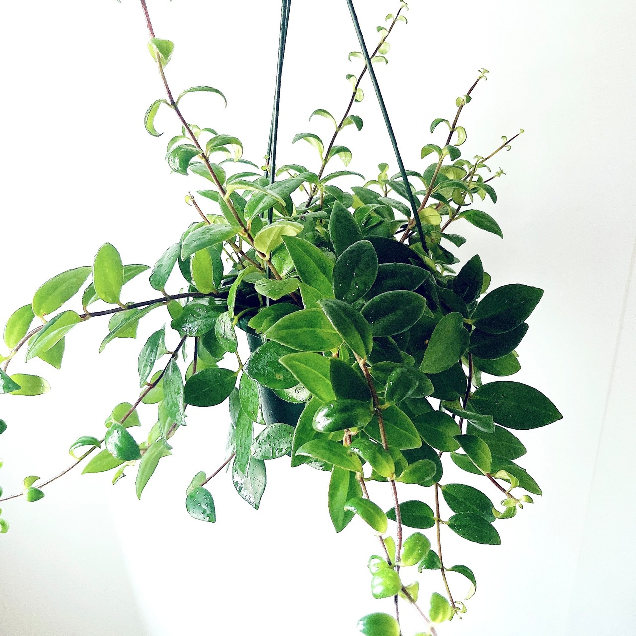 エスキナンサス ラディカンス 観葉植物 吊り下げ calm cafe