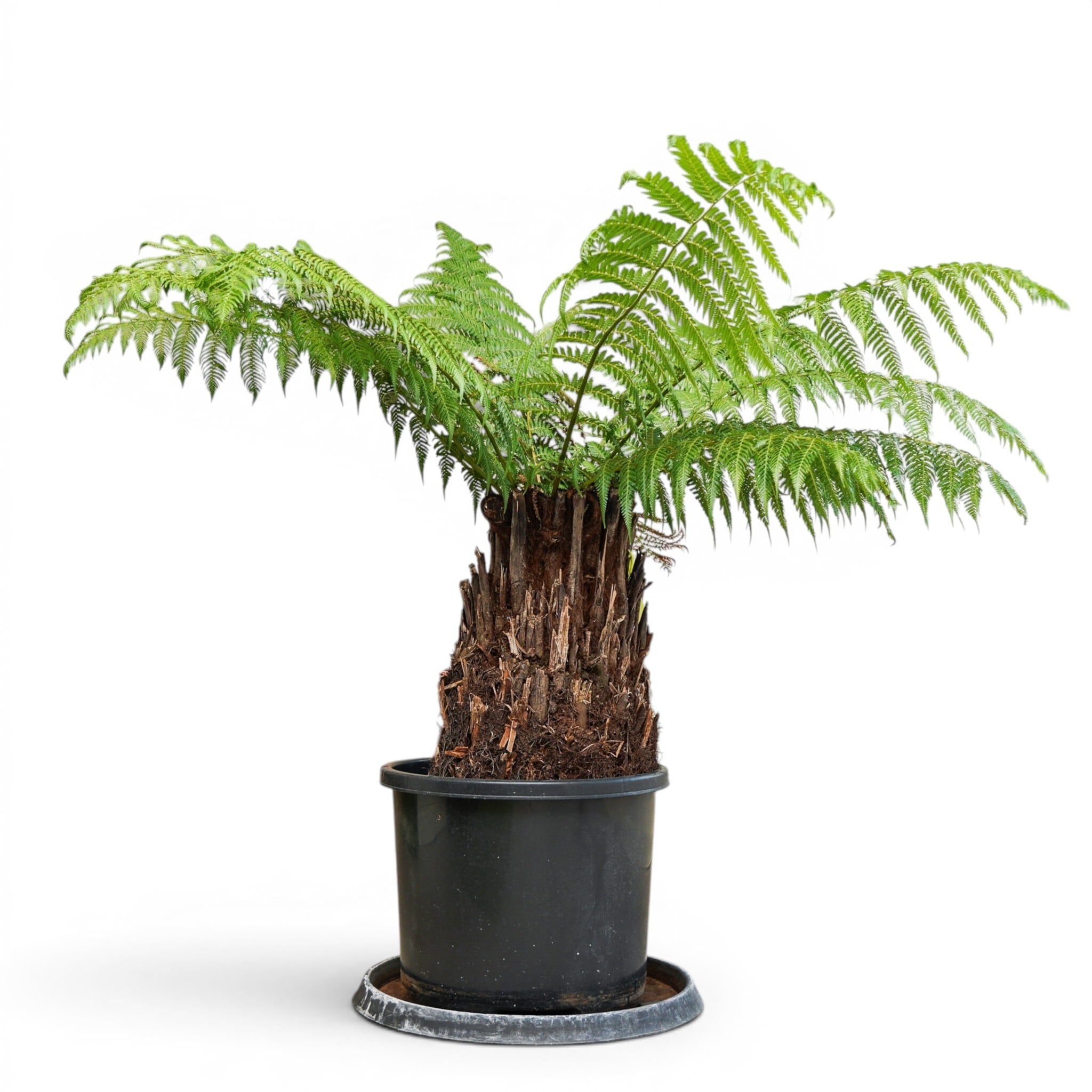 Deuterocohnia brevifolia ssp. chlorantha デウテロコニア ブレビ