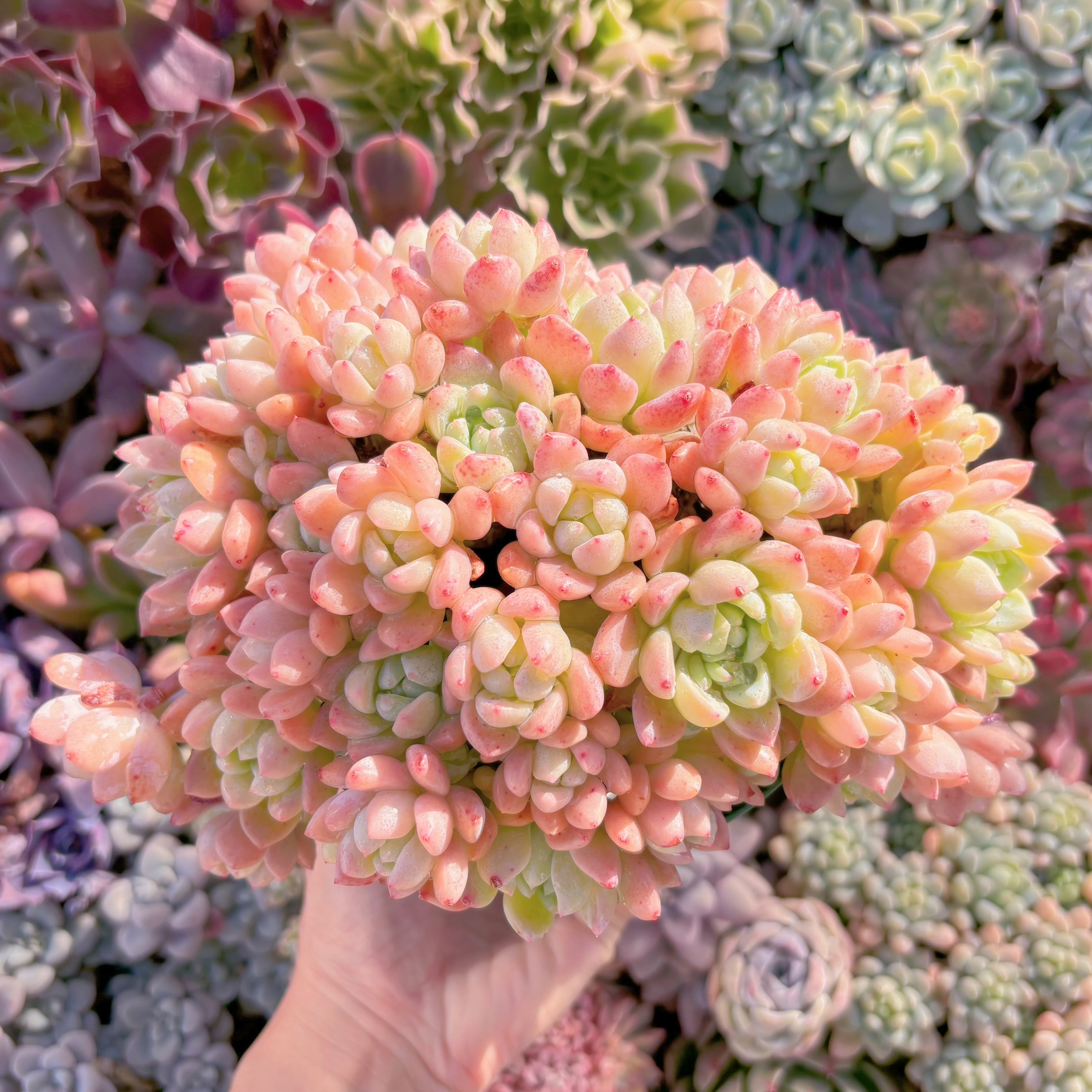 現品　プロリフェラxラウル#281　特大群生　るる農園