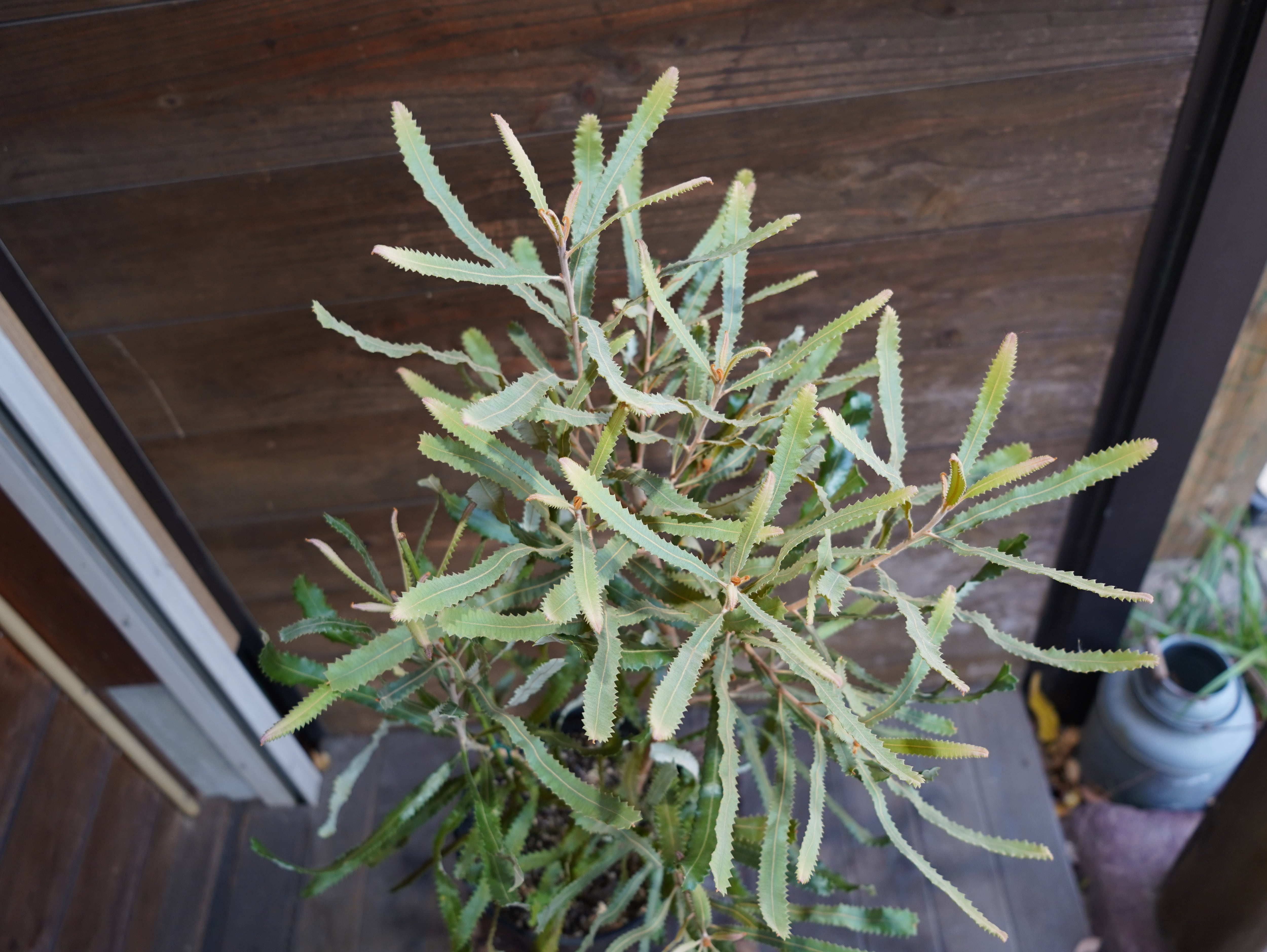 【現物】バンクシア　”メンジーシー”　