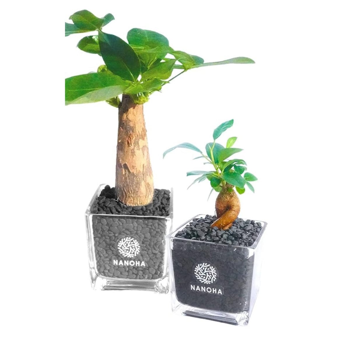 お得な2点セット】 ガジュマル パキラ 黒砂利（四角容器