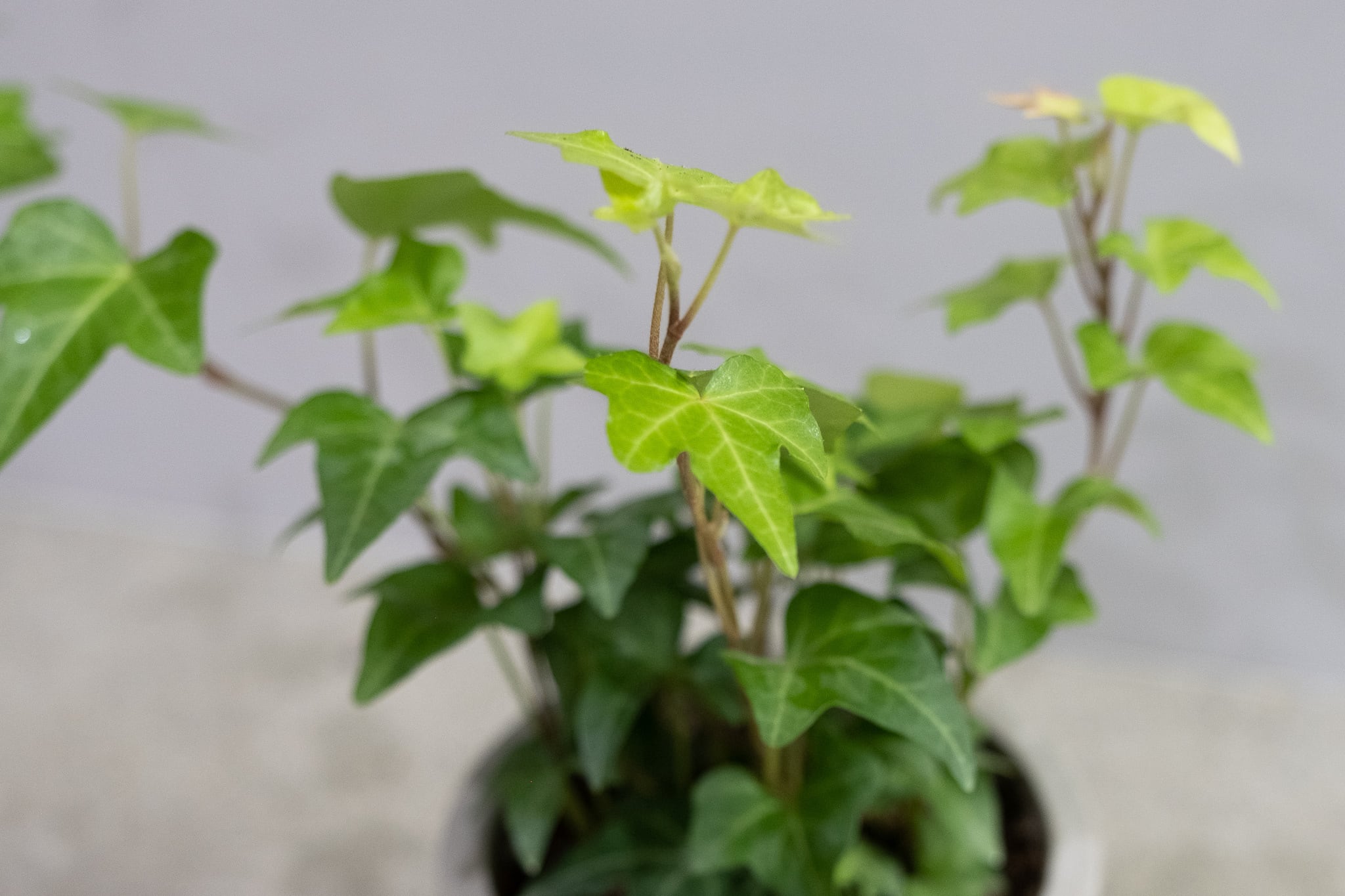 アイビー観葉植物 観葉植物アイビーを育てよう！ 水やり、寄せ植えアレンジなどをご紹介