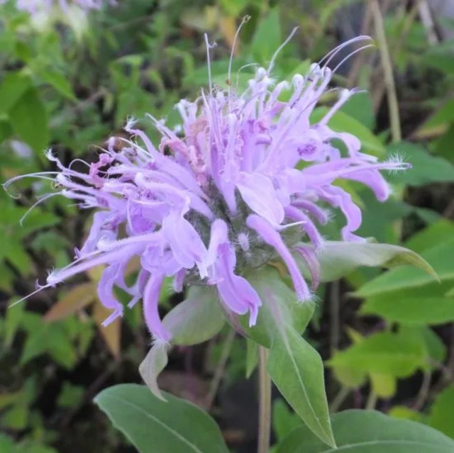 モナルダ フィッツローサ（ワイルドベルガモット）