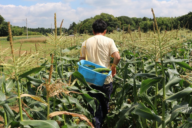 生でも食べれる☆三ツ星コーン