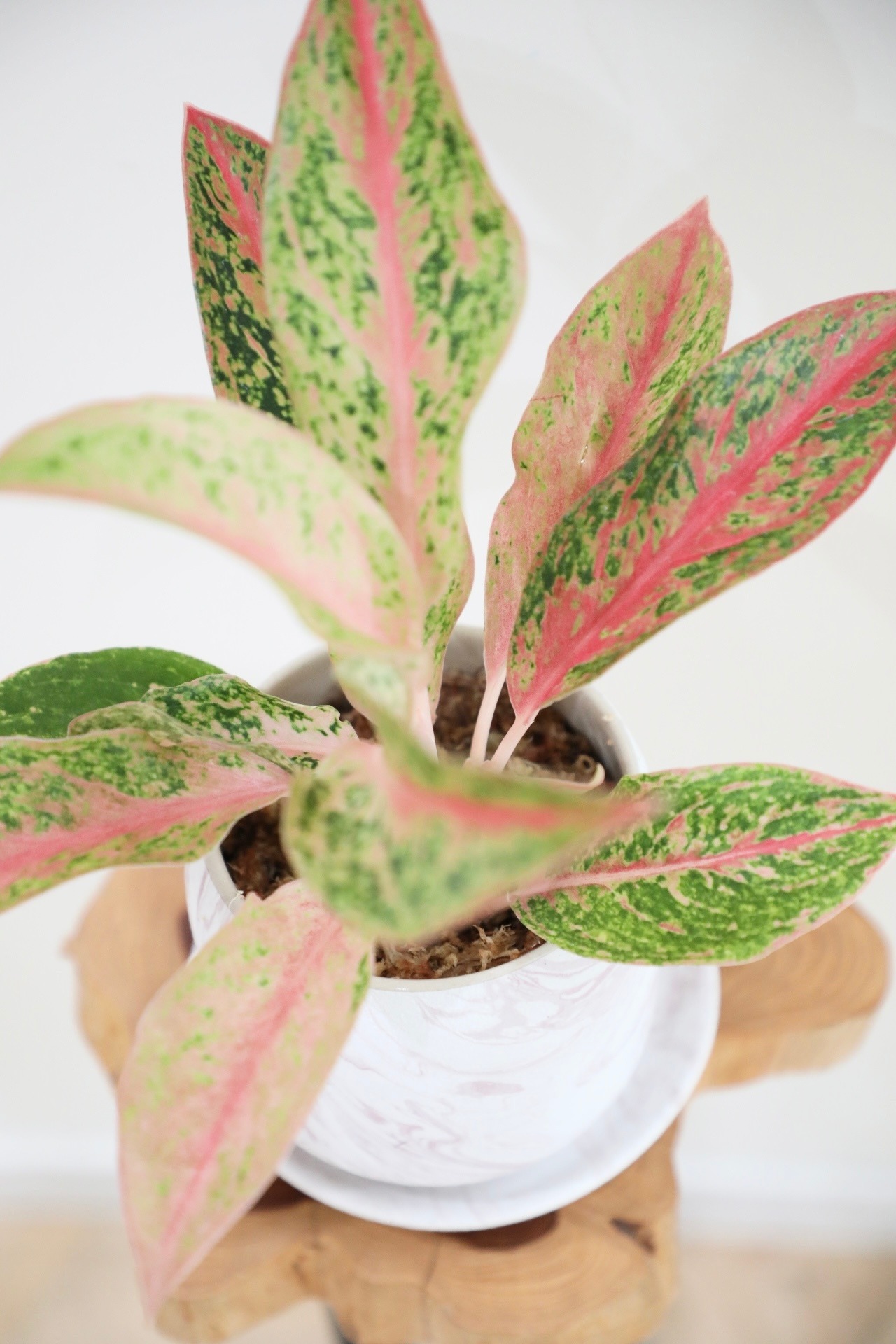 【希少】【M】アグラオネマ プレステージ ※【土不使用】※陶器鉢付き