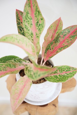 【希少】【M】アグラオネマ プレステージ ※【土不使用】※陶器鉢付き