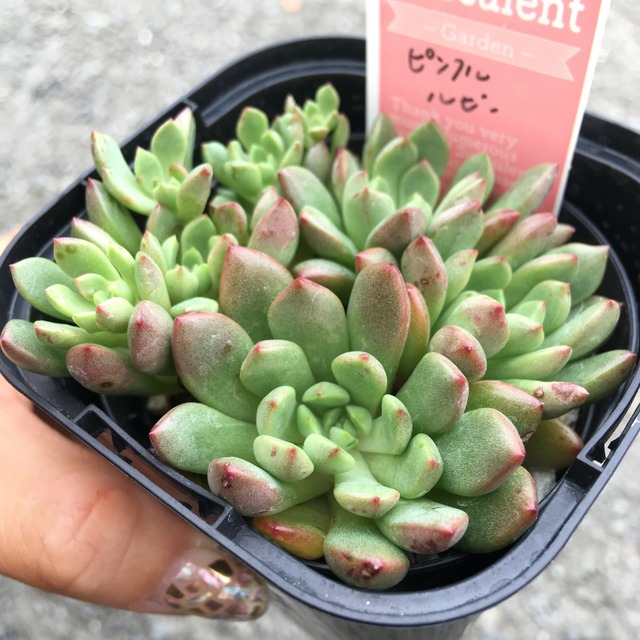 ピンクルルビー Rupo 多肉植物専門店