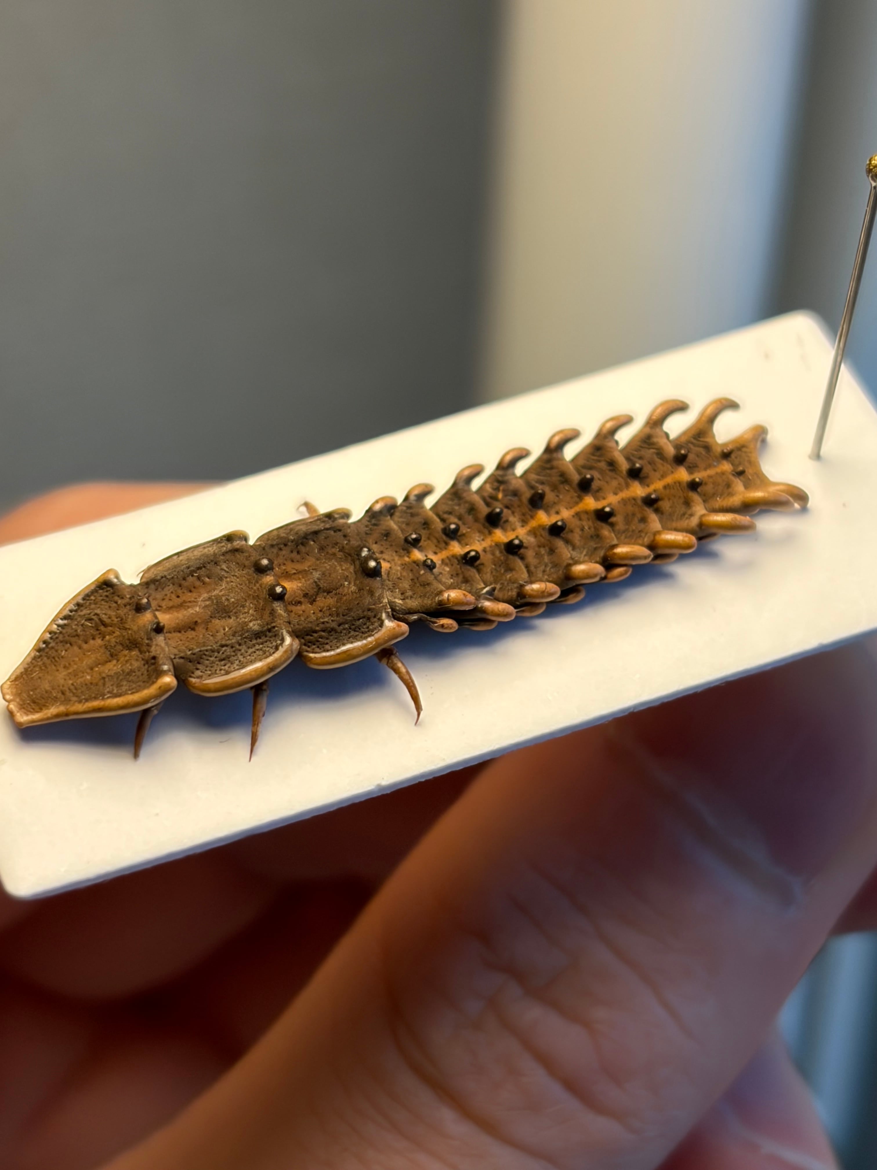 27mm】Protaetia speciosa コガネムシ 標本 メノコブイブイプラチナ