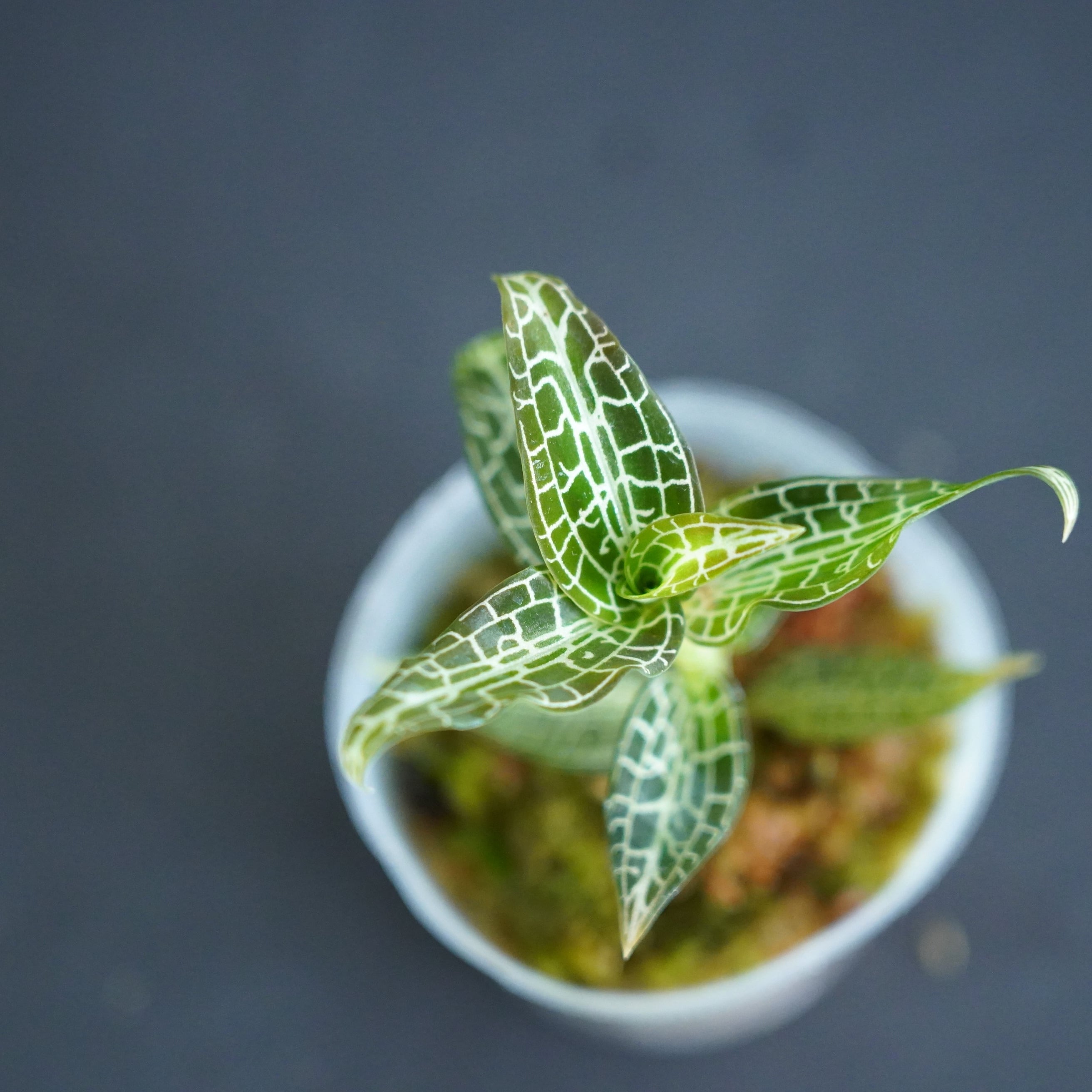 ◇現品◇Goodyera hispida【ジュエルオーキッド宝石蘭】#728 | 苔