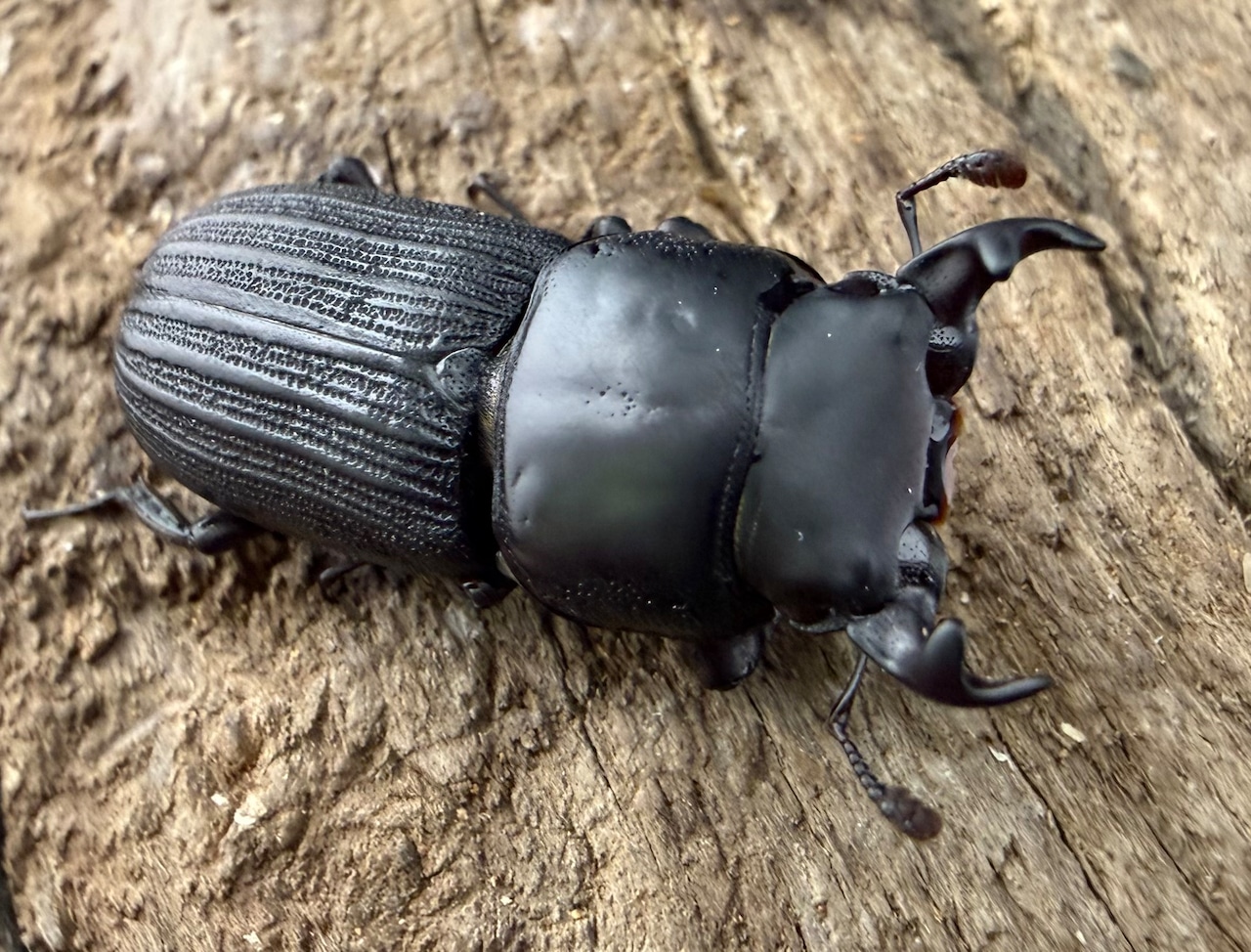 【WF2】《ドルクスミント 25mm B品ペア》ブリーダー様委託個体