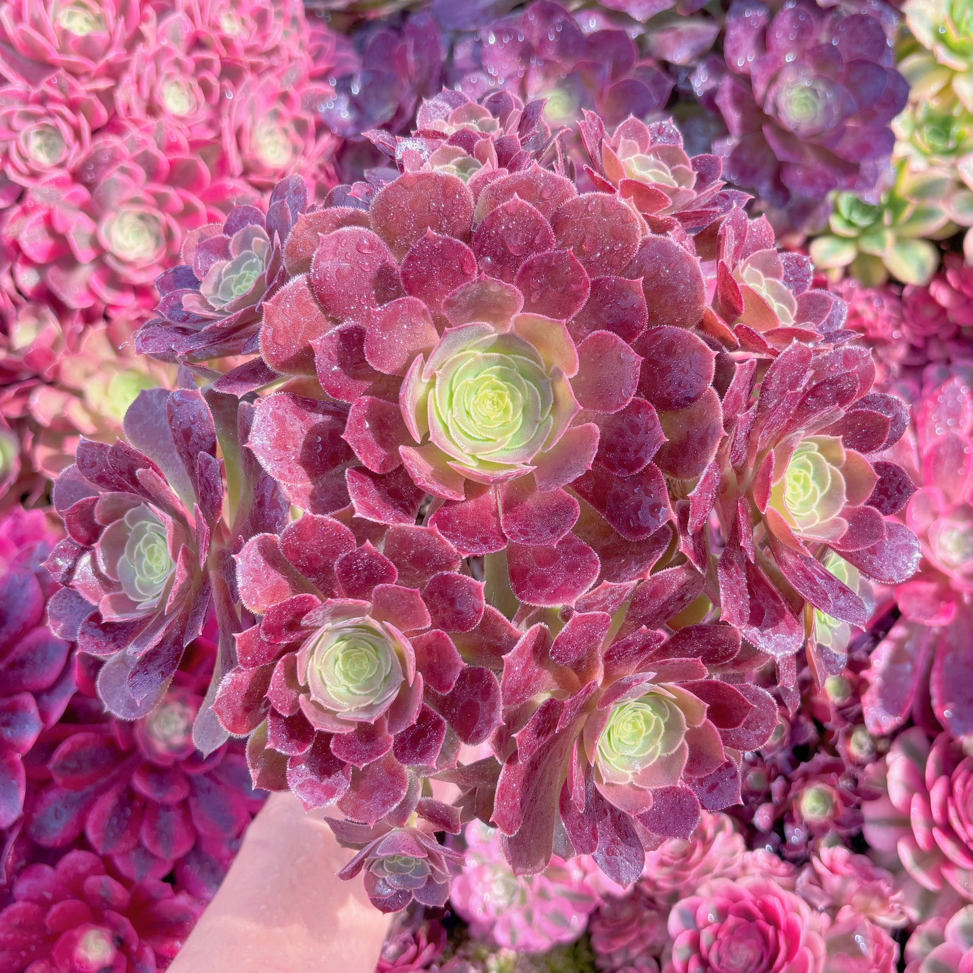 現品　plum purdy#D08　大群生　るる農園