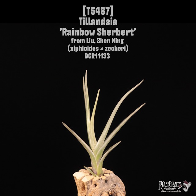 【送料無料】ionantha 'Ron'〔エアプランツ〕現品発送T1379