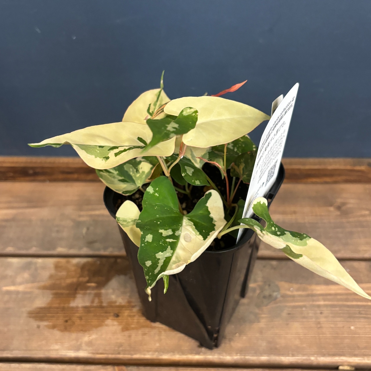 ファロピアマルチフローラ【511】