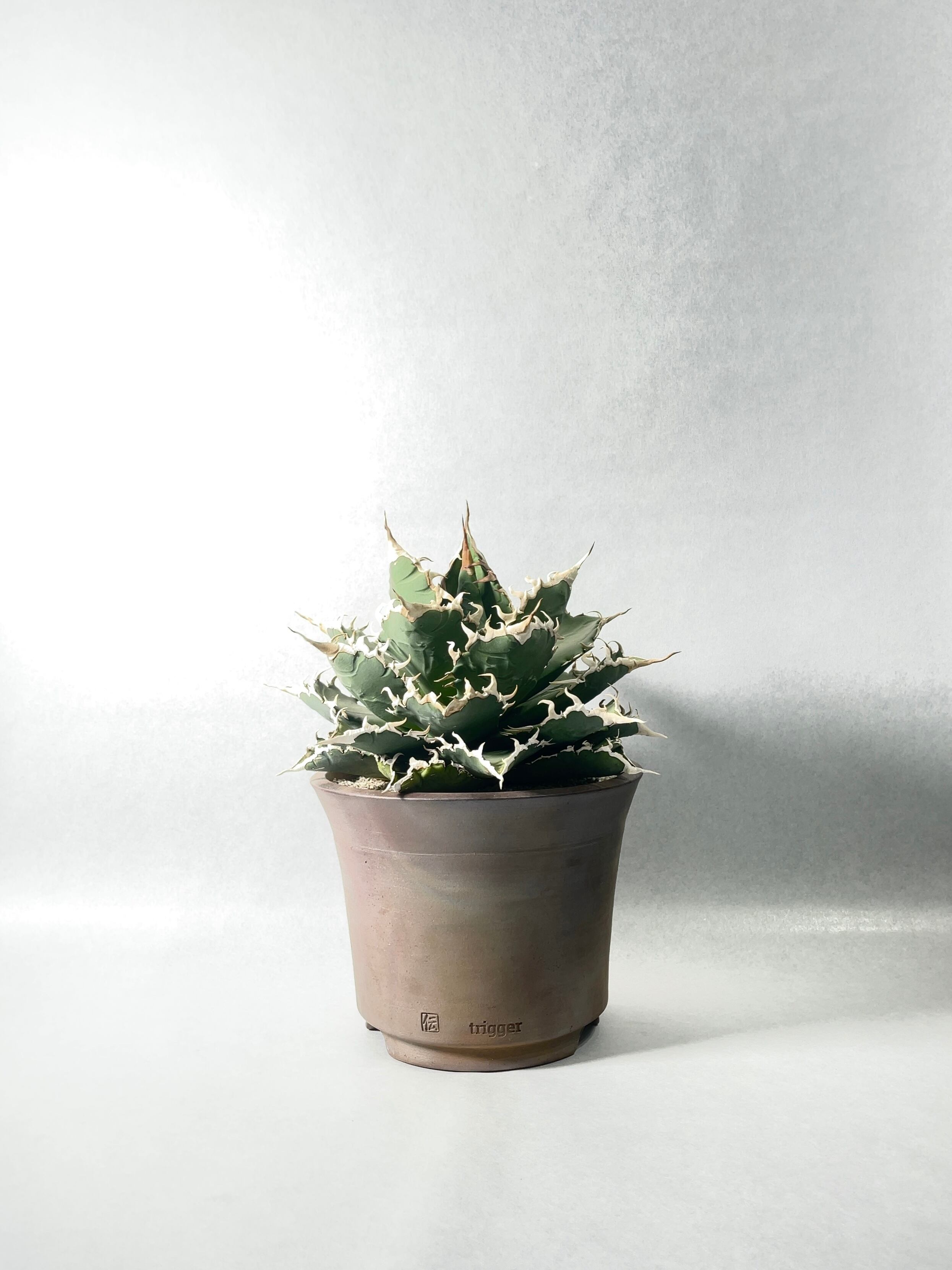 アガベ・ソーラーエクリプス | trigger