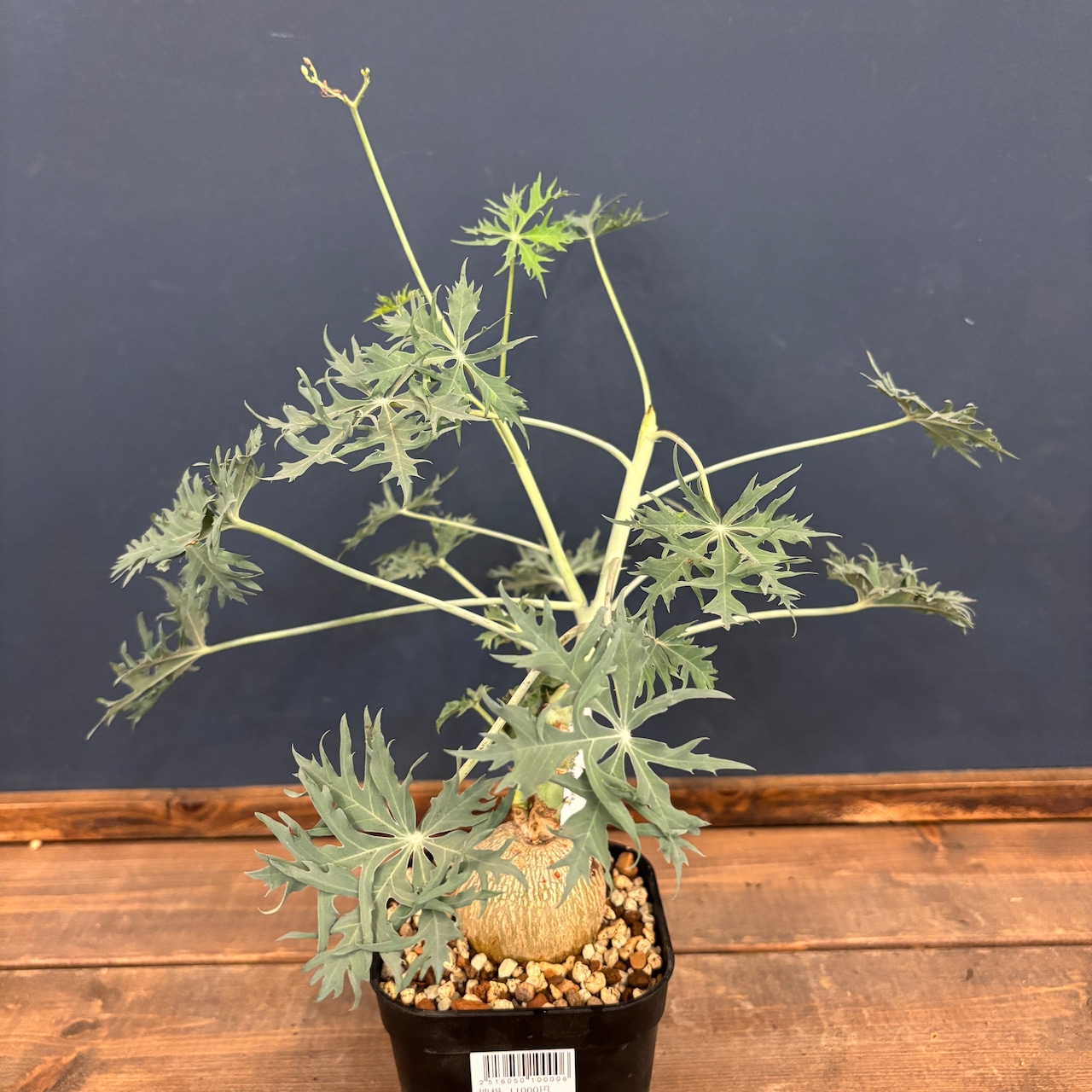 ヤトロファ ベルランディエリ(ニシキサンゴ)【748】