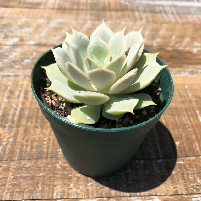 こころ Echeveria 'Kokoro'