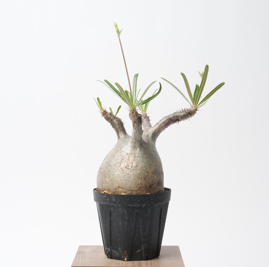 パキポディウム グラキリス no.8〈発根済み〉 | SPECIAL OTHER WORKS