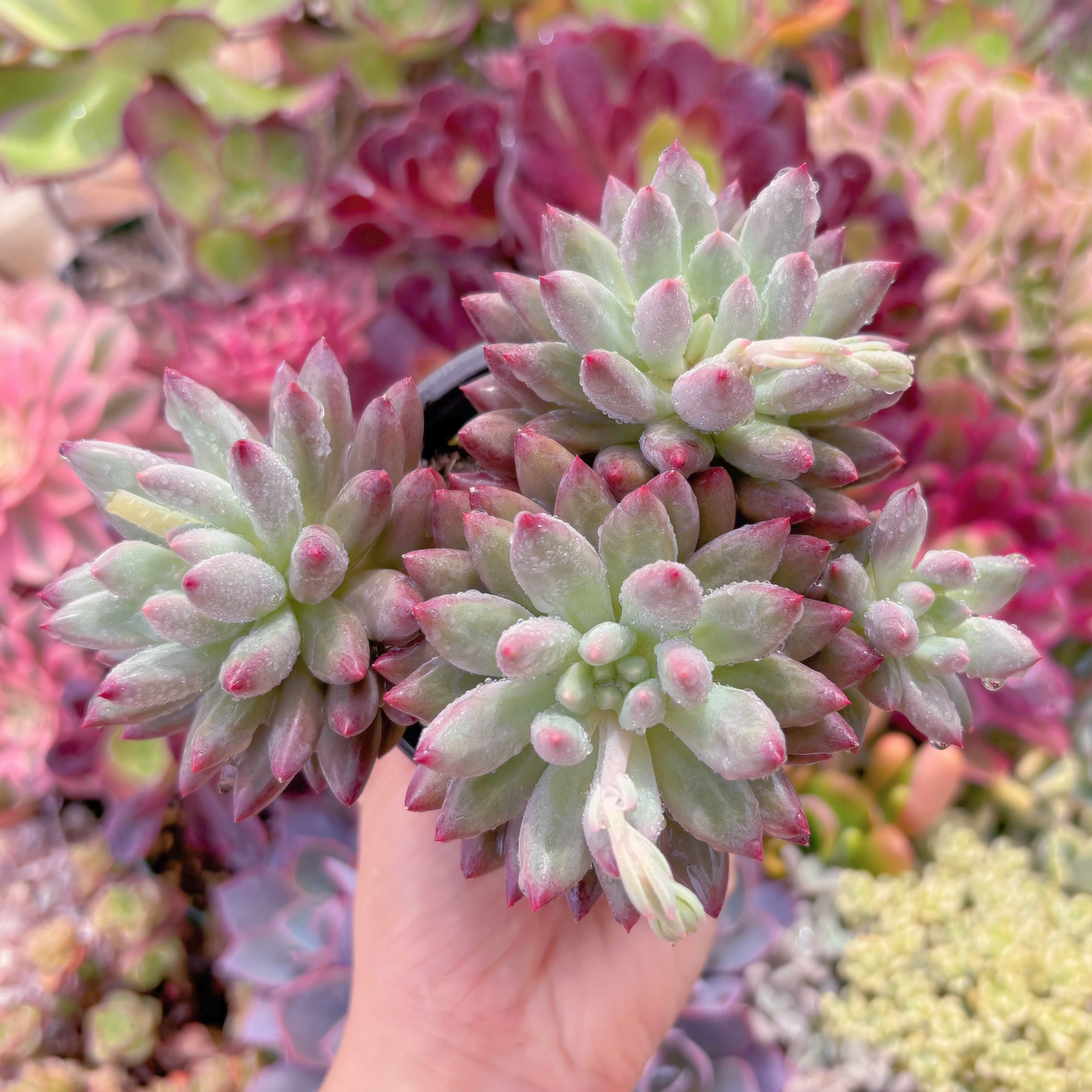 現品　新品種　虞美人流砂体#649　群生　新入荷　るる農園