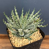 アロエ　フミリス × エリナケア【66】