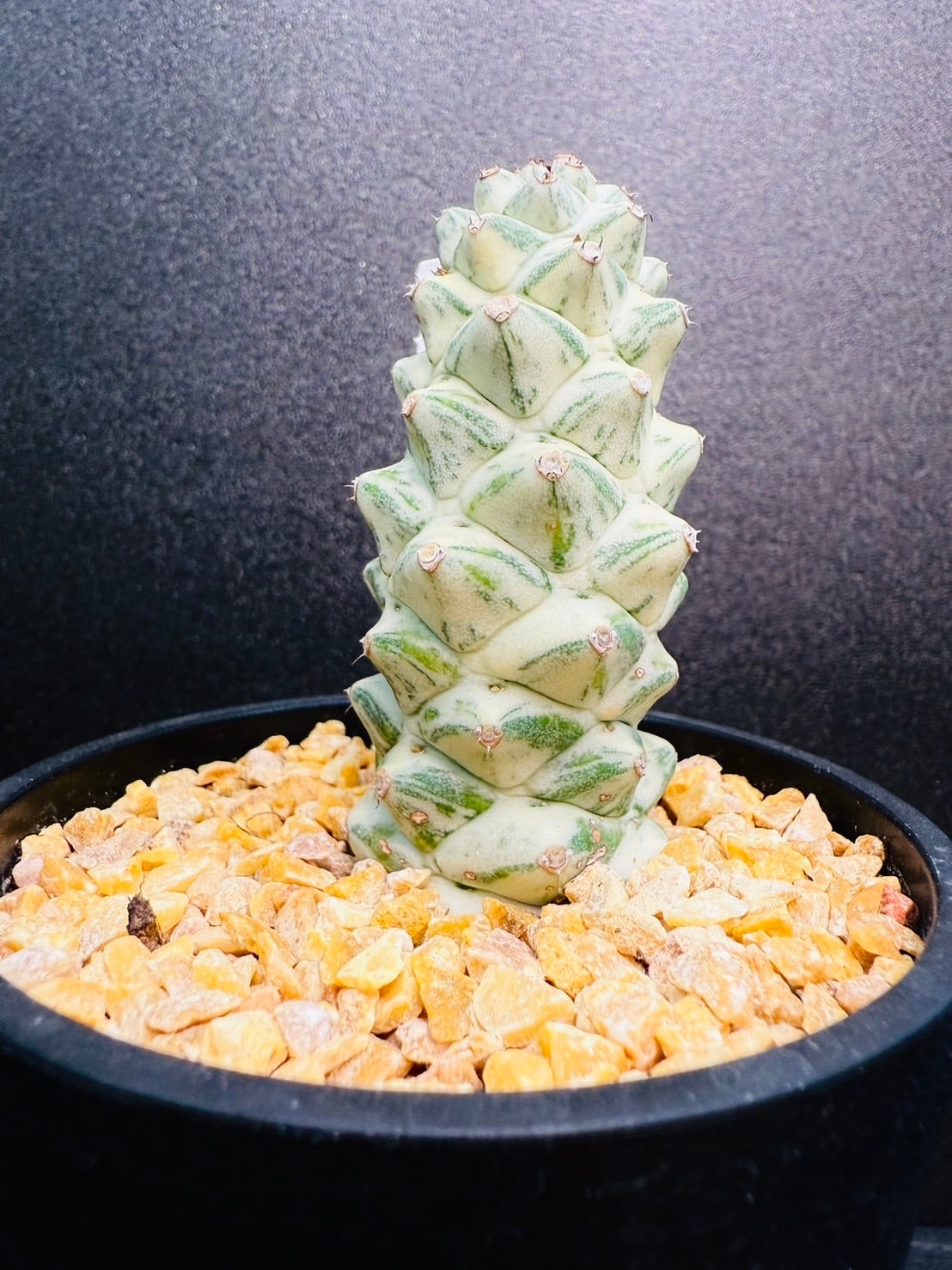 モナデニウム リチェイ錦 多肉植物 3.5号 | 観葉植物と雑貨のお店