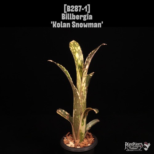 Billbergia 'Kolan Snowman'〔ビルベルギア〕B287-1