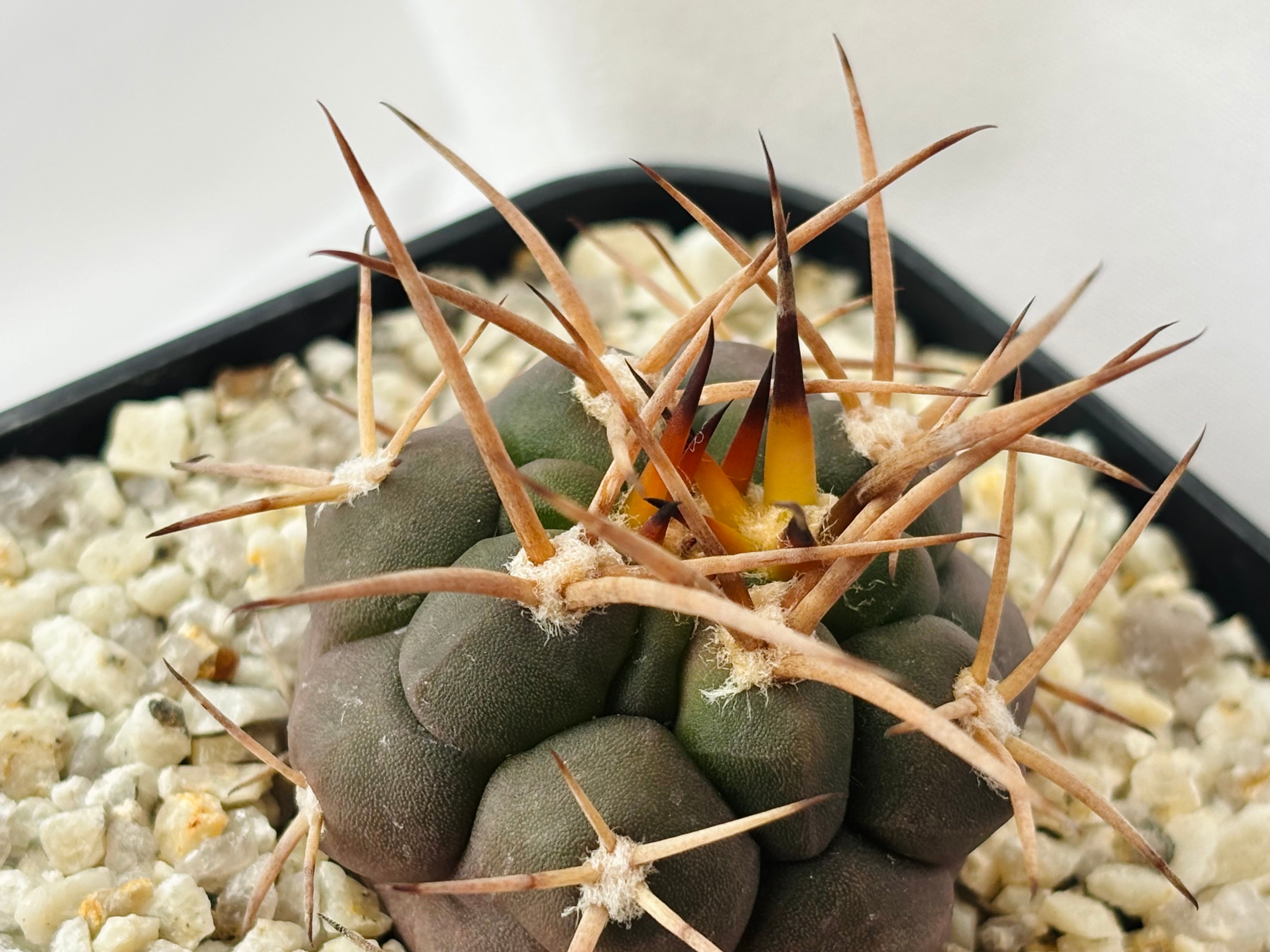 Gymnocalycium mazanense ギムノカリキウム 守金魔天竜 サボテン