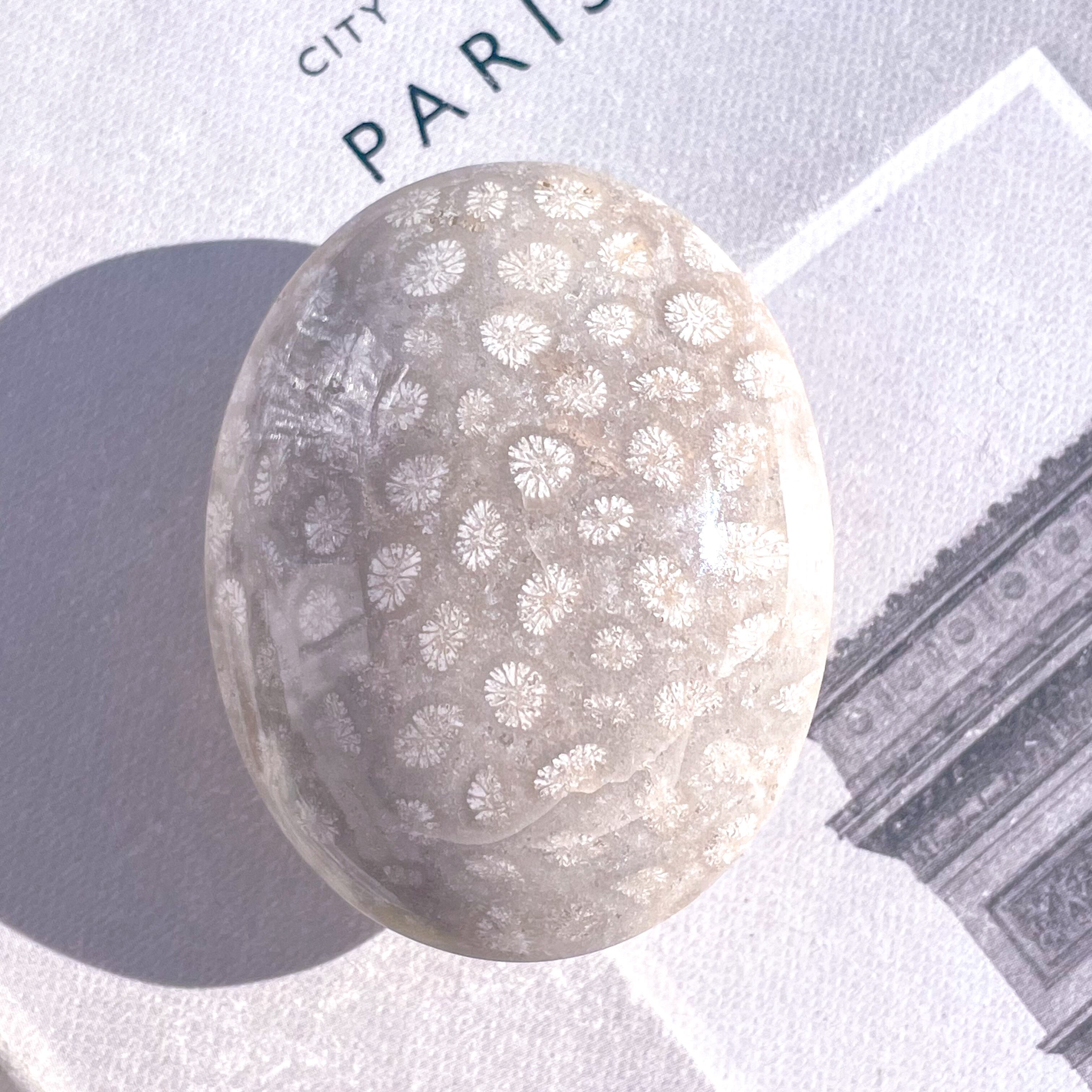 Fossile Coral Palmstone ✧ フォッシルコーラル | FLUXY - 天然石と