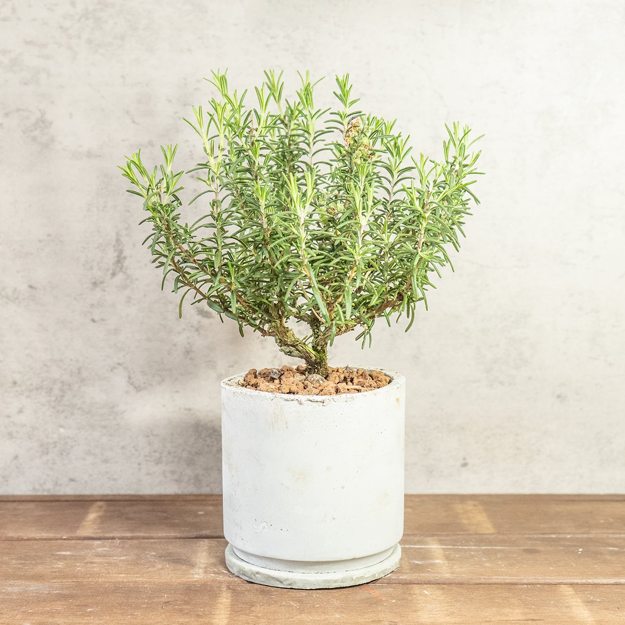 【一株ごとの厳選仕入れ】枝ぶりの良い個体を吟味。シルバーグリーンの葉が密集する美しい立ち姿は、インテリアの主役に最適。ザラっとした質感の手づくりモルタル鉢でシンプルにコーディネート|虫発生抑制|送料全国一律850円