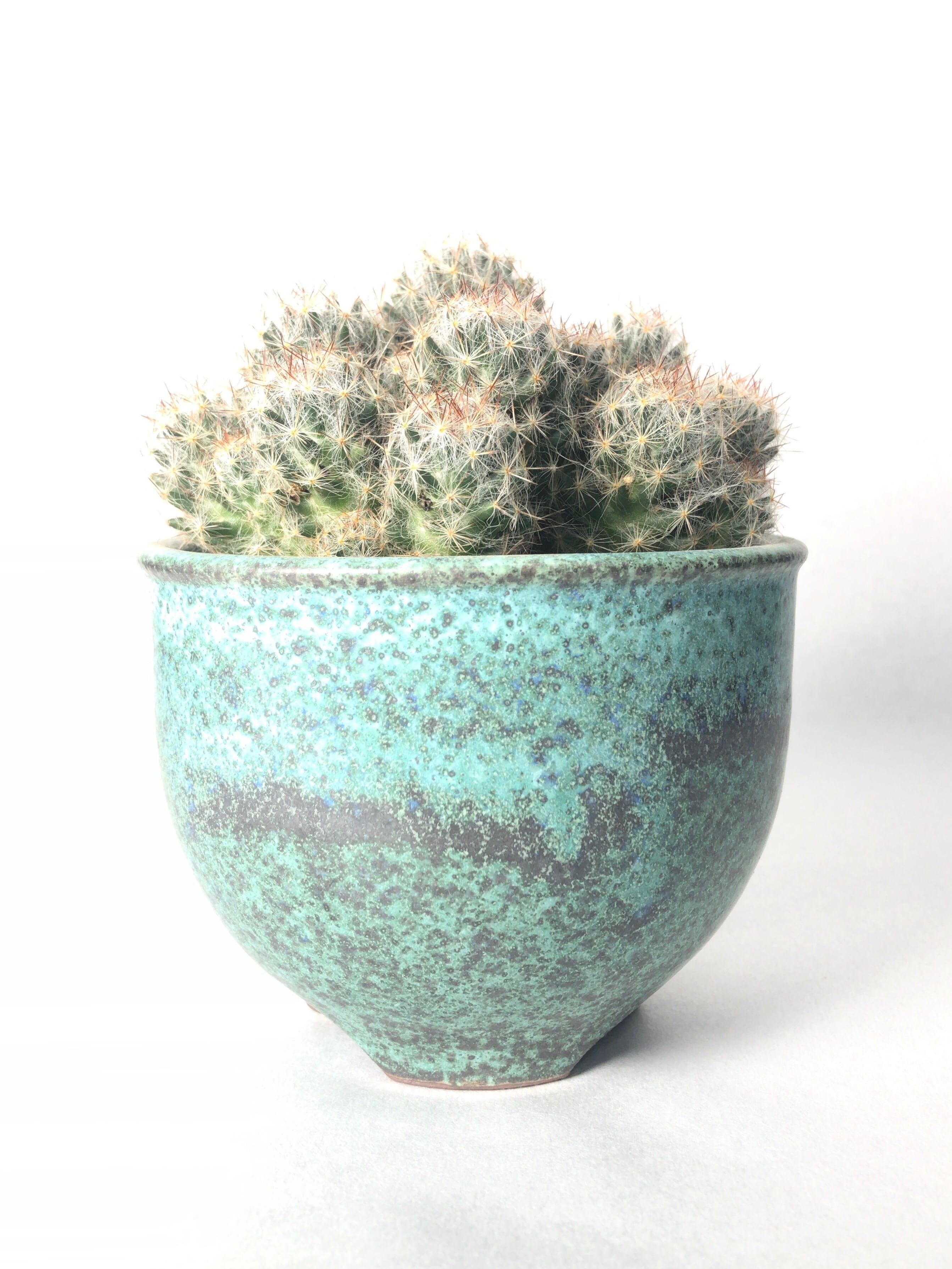 魔女の棲む森～Pinus lambertiana～】ドライフラワー 松ぼっくり