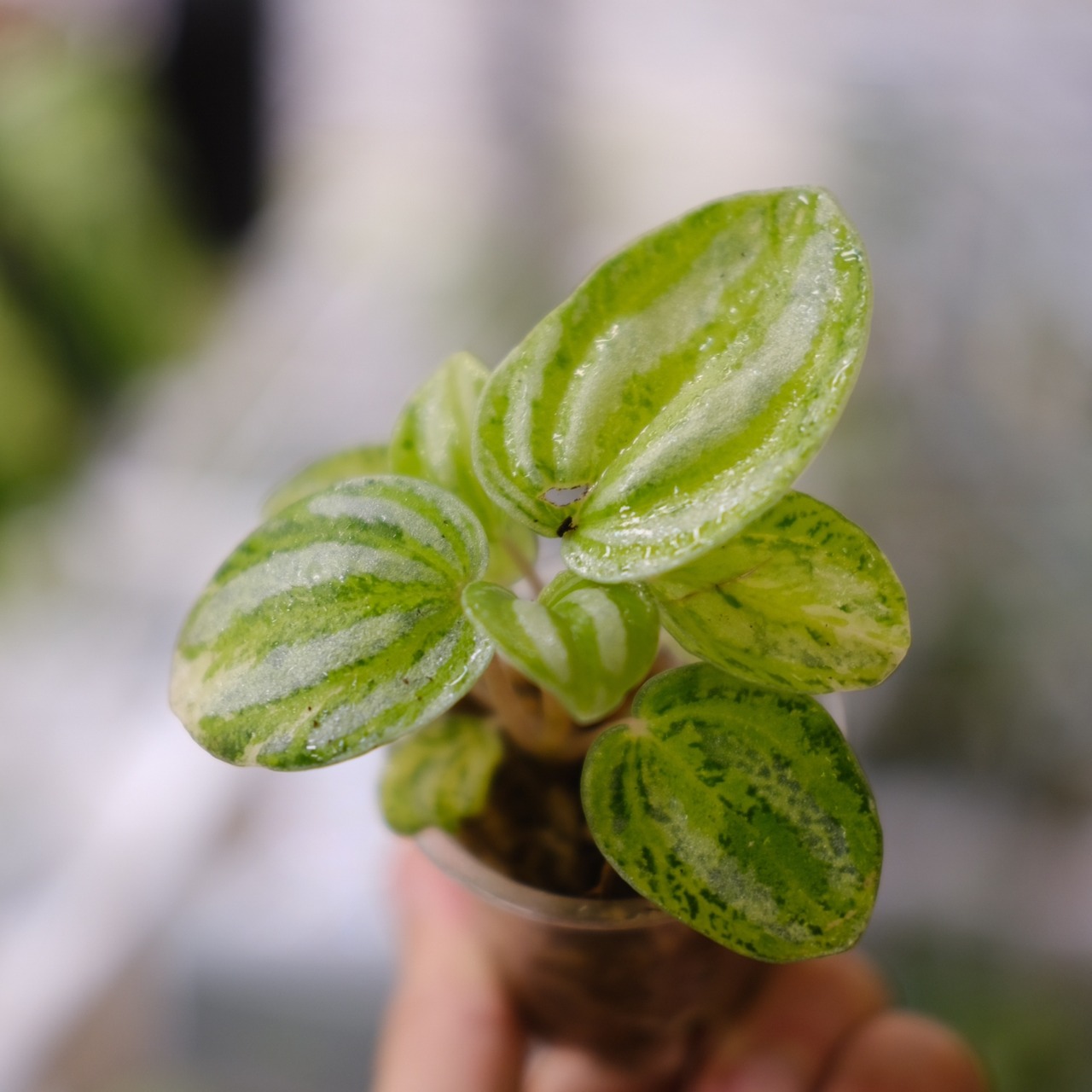 Peperomia argyreia variegated / 極斑入り スイカペペロニア④│観葉植物
