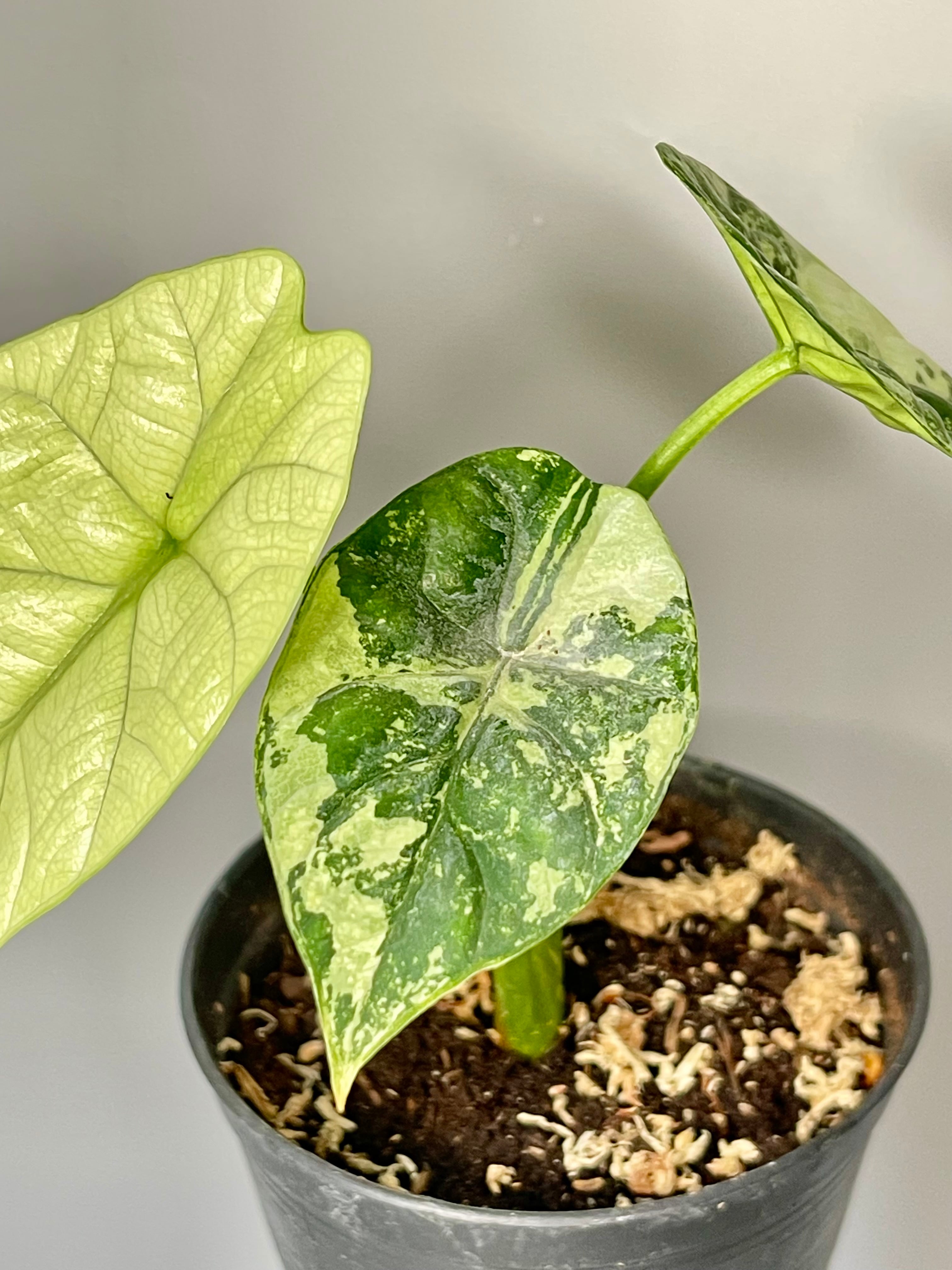 alocasia 暖かく wentii variegated アロカシア 斑入り 