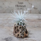 【送料無料】テクトラム L〔エアプランツ〕現品発送T2091