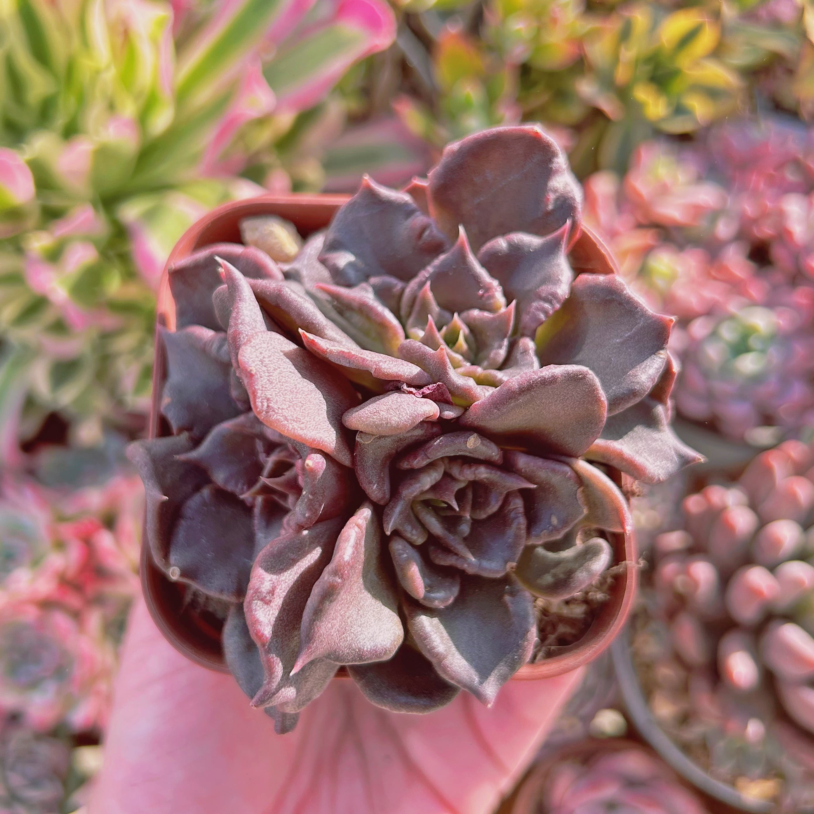 現物　多肉植物　ブラックマディバ