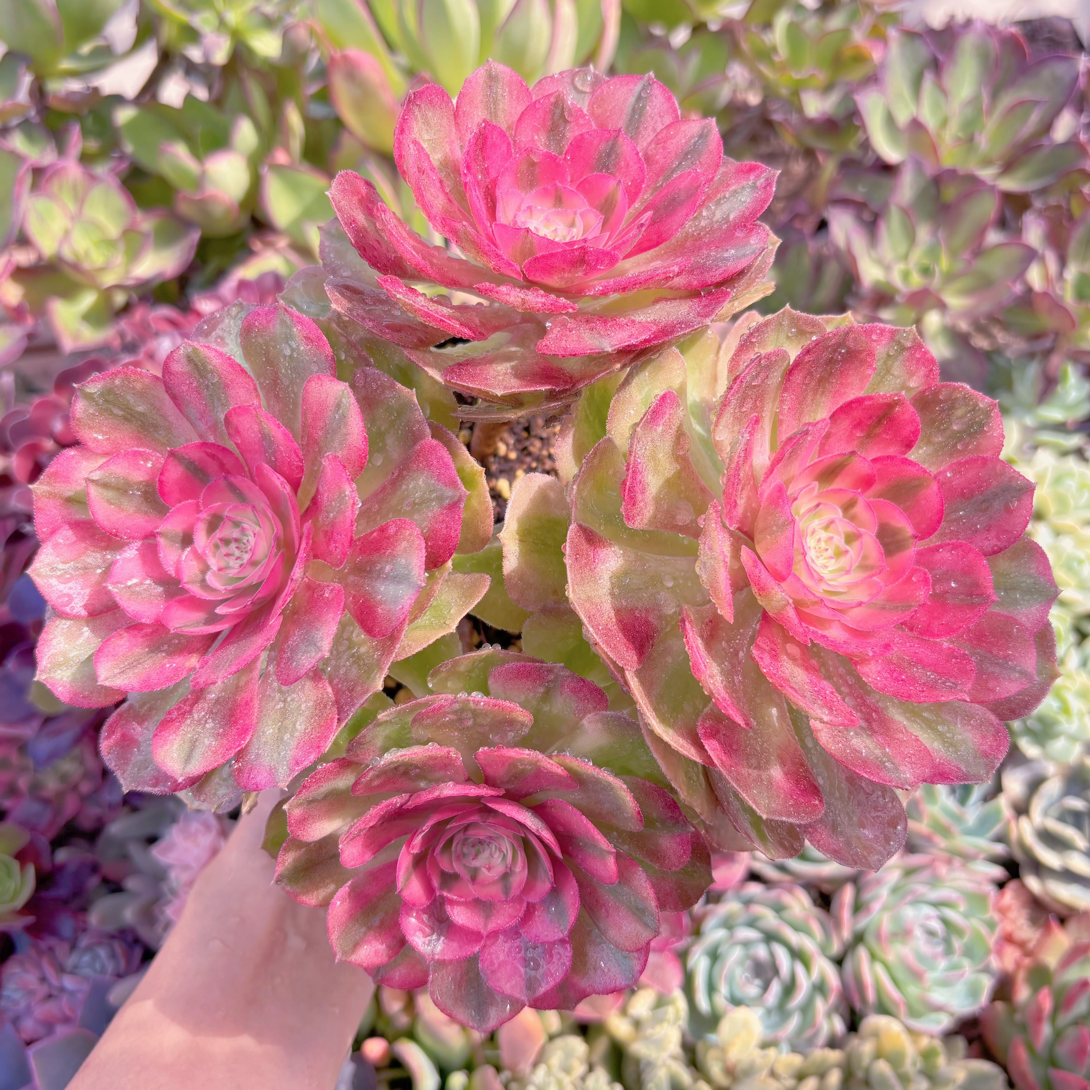 現品　ハロウィン白錦#C24　特大群生　新入荷　るる農園